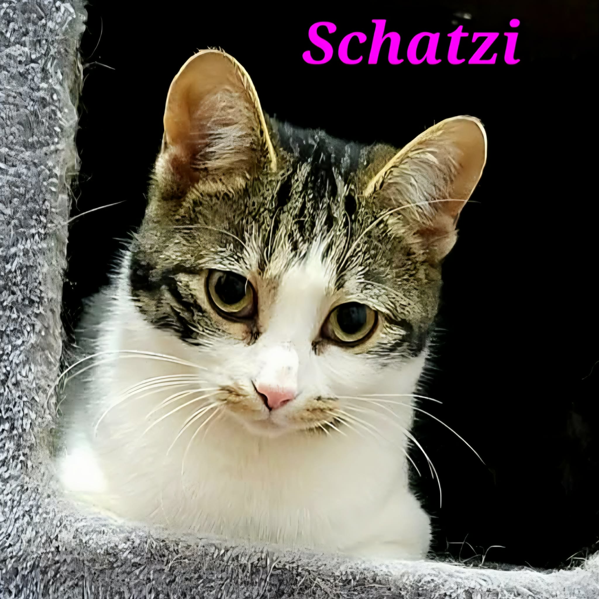 Schatzi