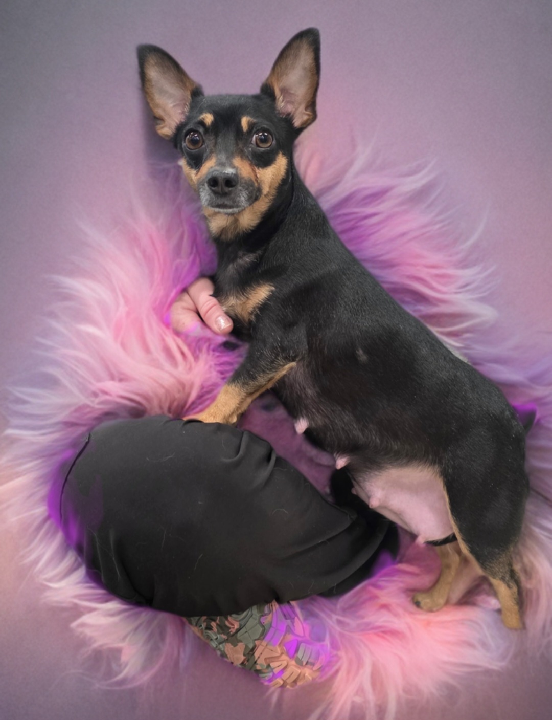 CHIHUAHUA, DACHSHUND