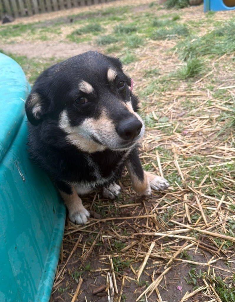 SIBERIAN HUSKY, POMERANIAN