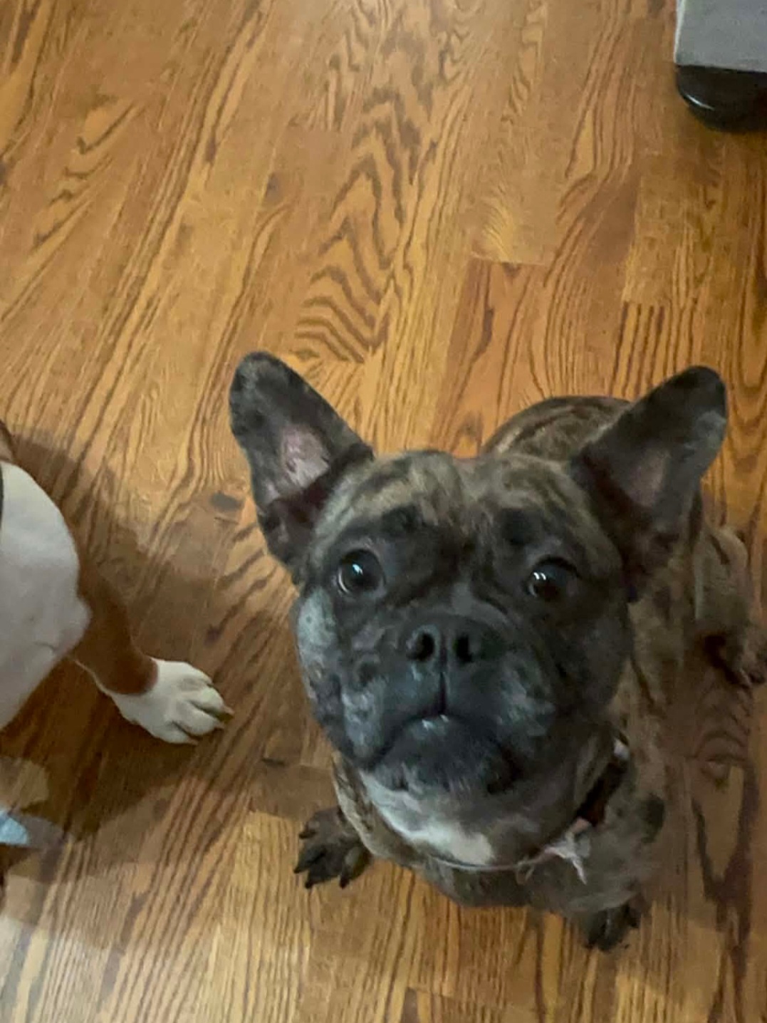 FRENCH BULLDOG, BOSTON TERRIER