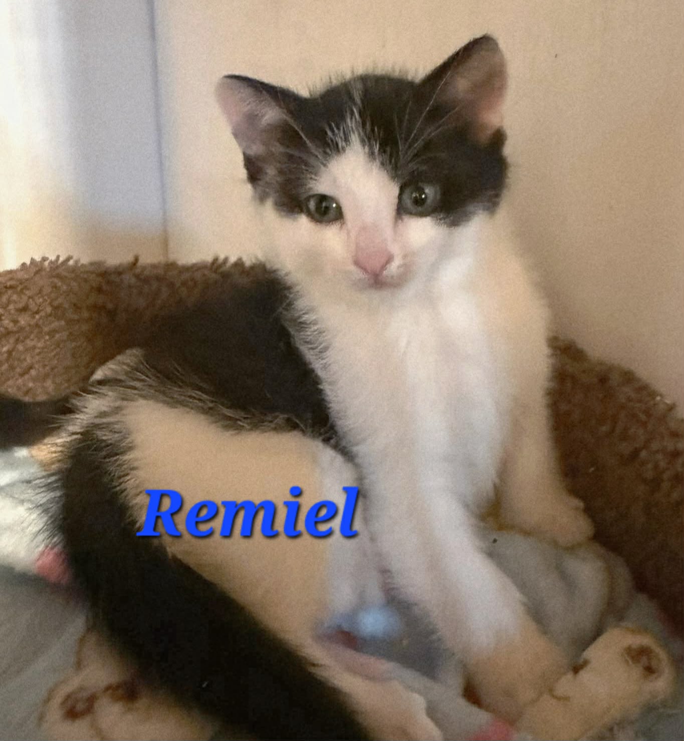 Remiel - (mom Seraphina)