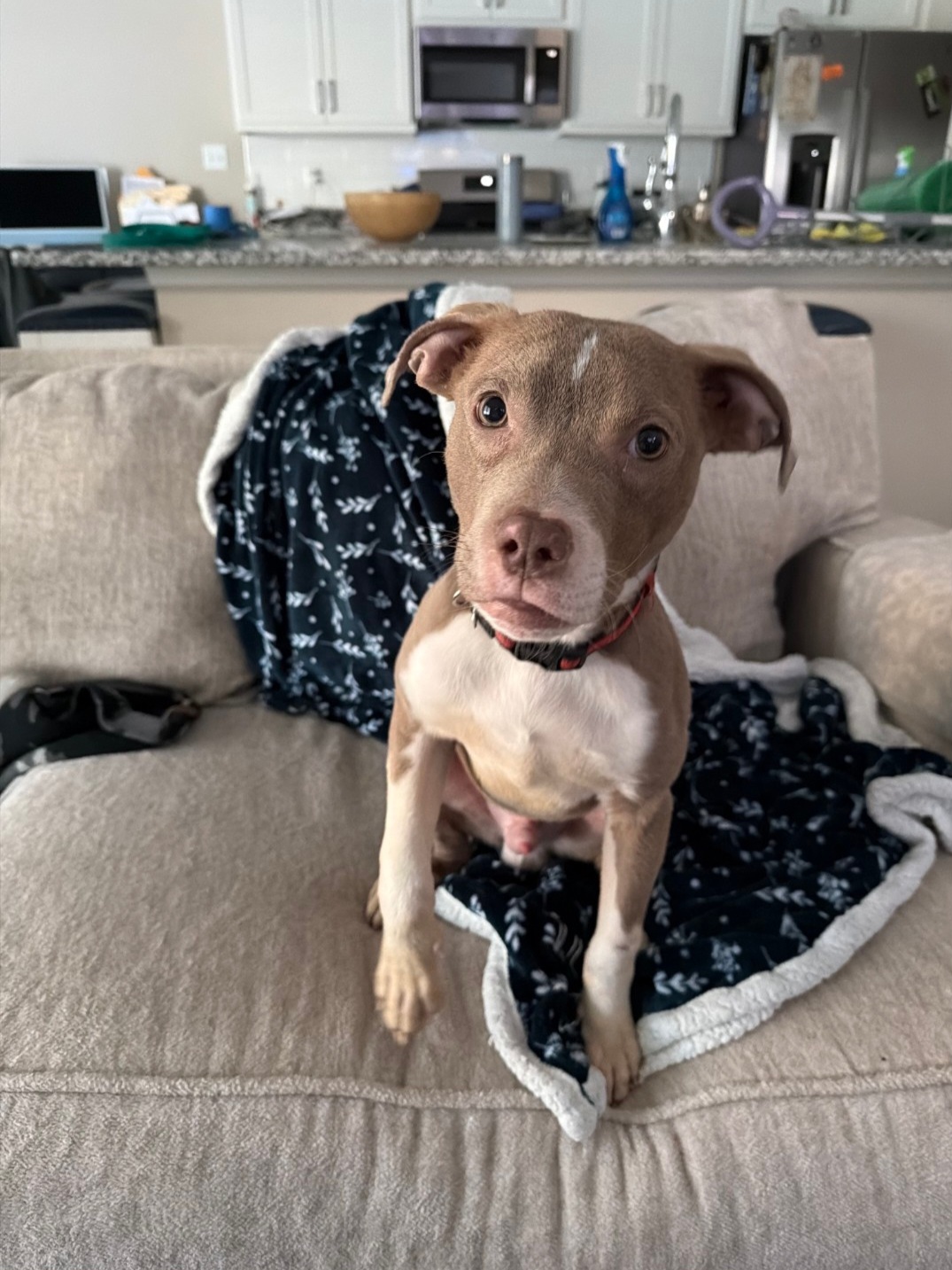 AMERICAN PIT BULL TERRIER