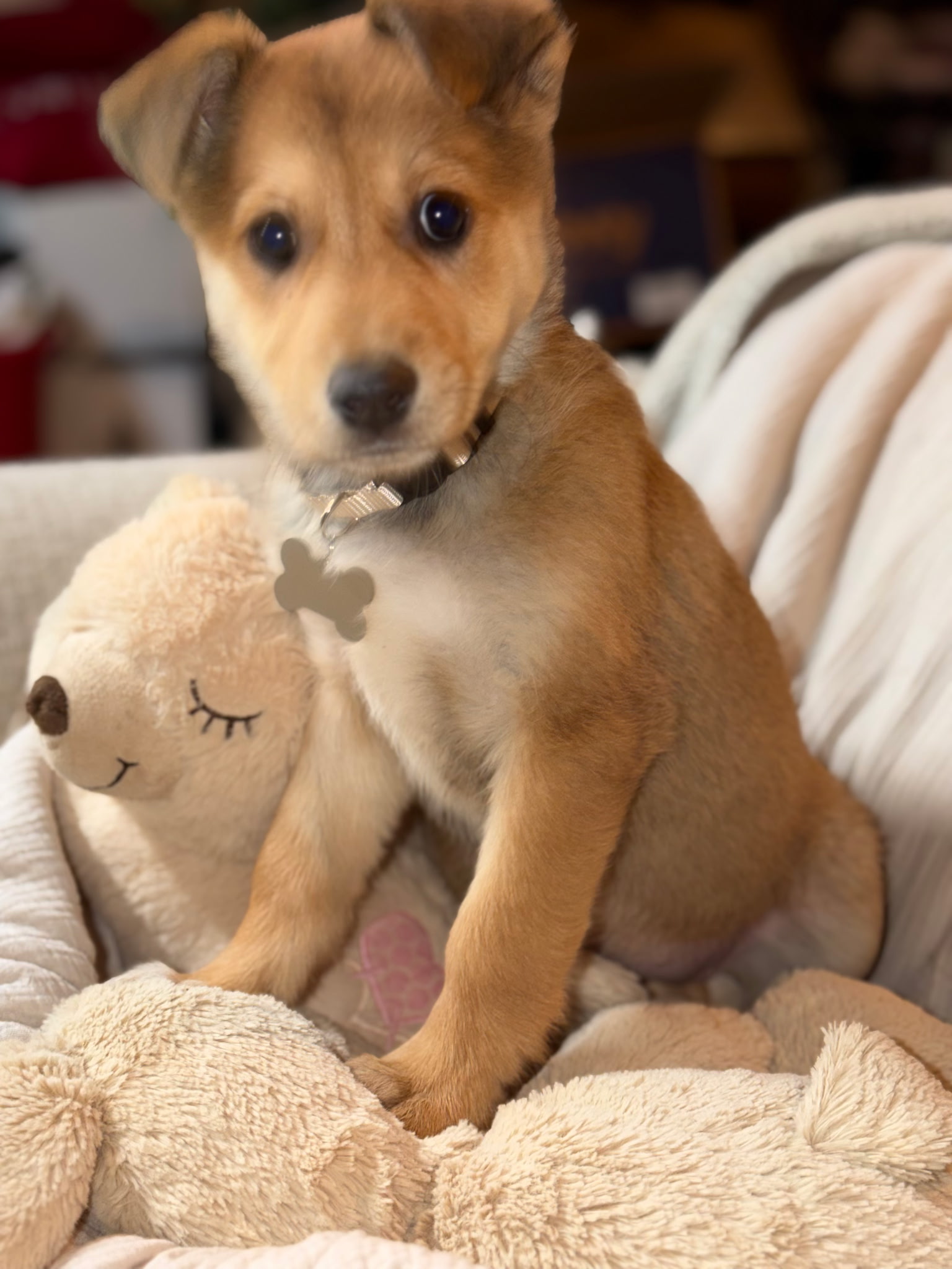 SHETLAND SHEEPDOG, AUSTRALIAN SHEPHERD