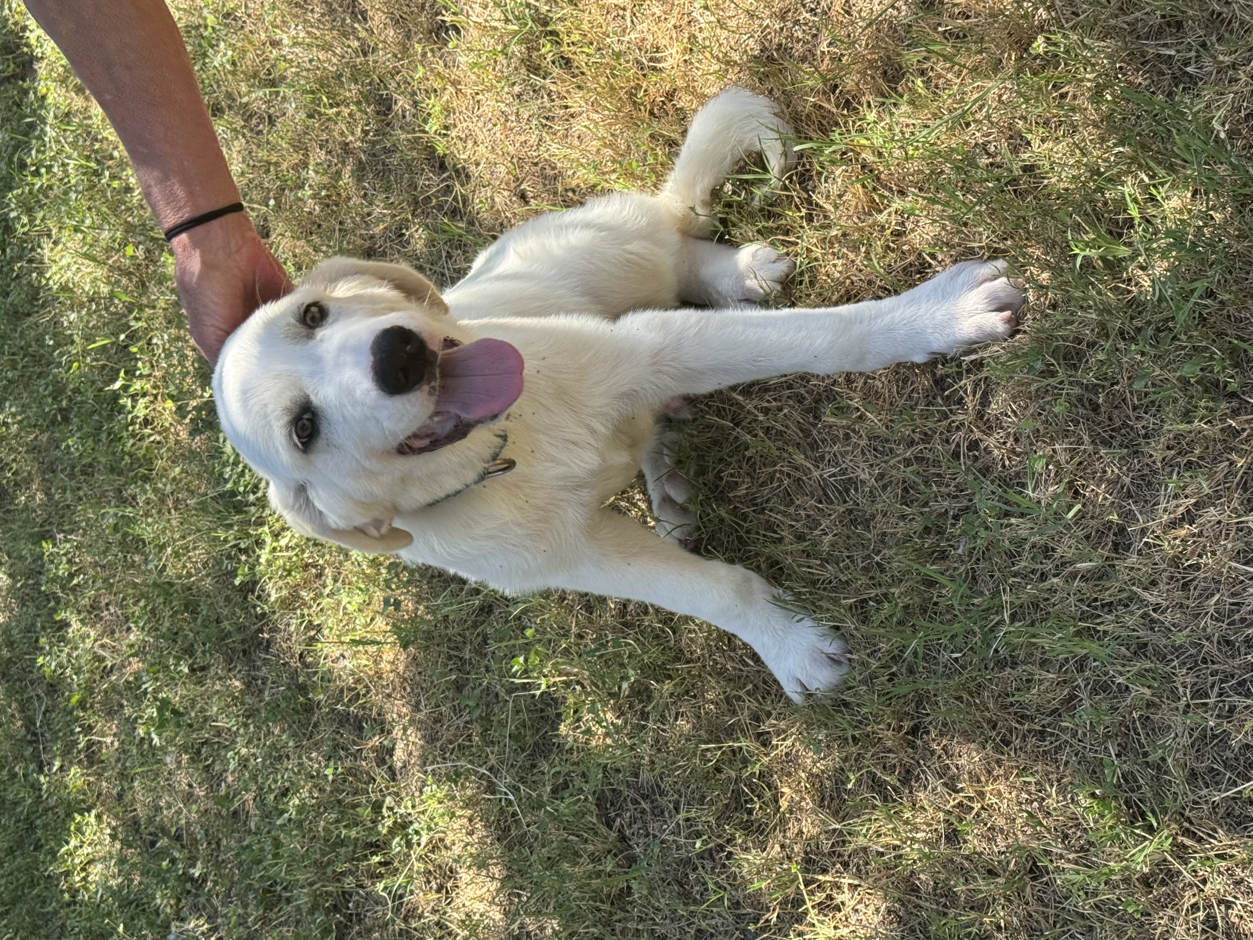 Milo
