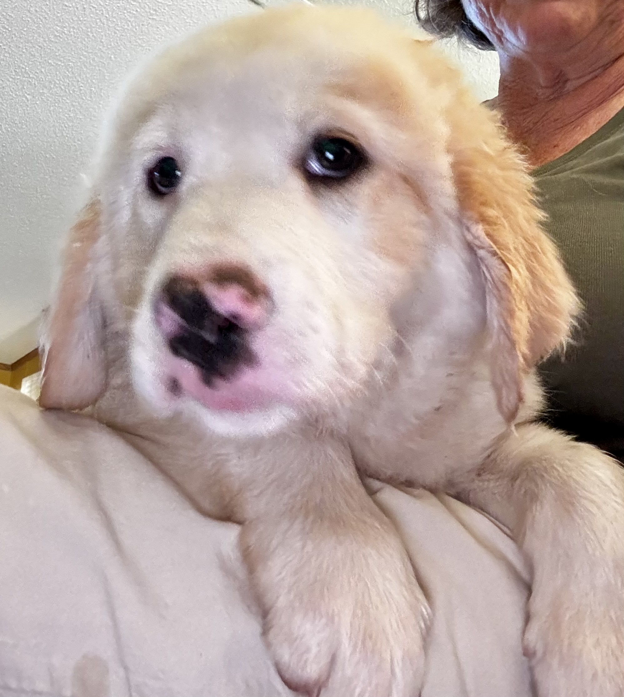Penelope Pennie
