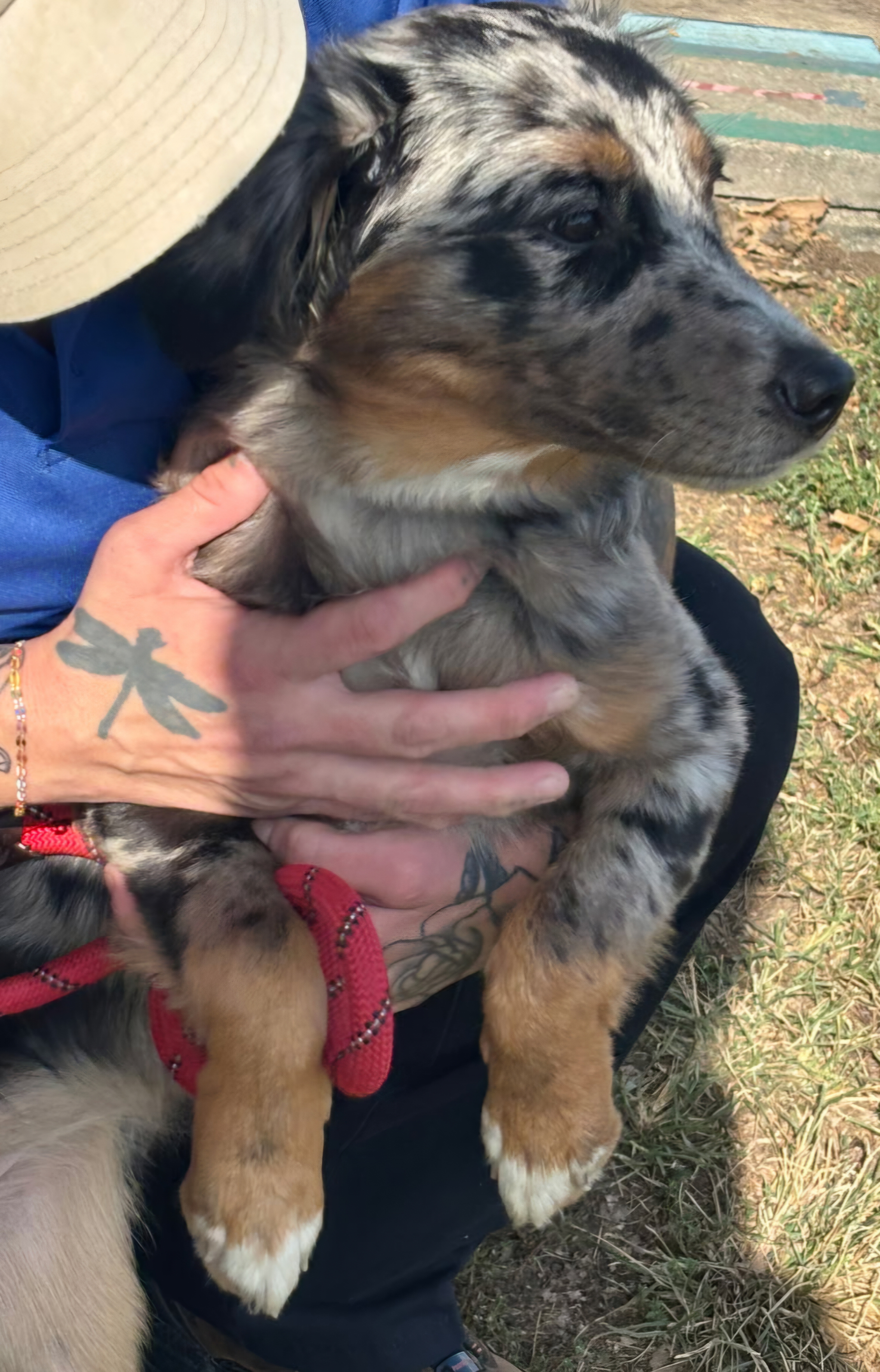 AUSTRALIAN SHEPHERD