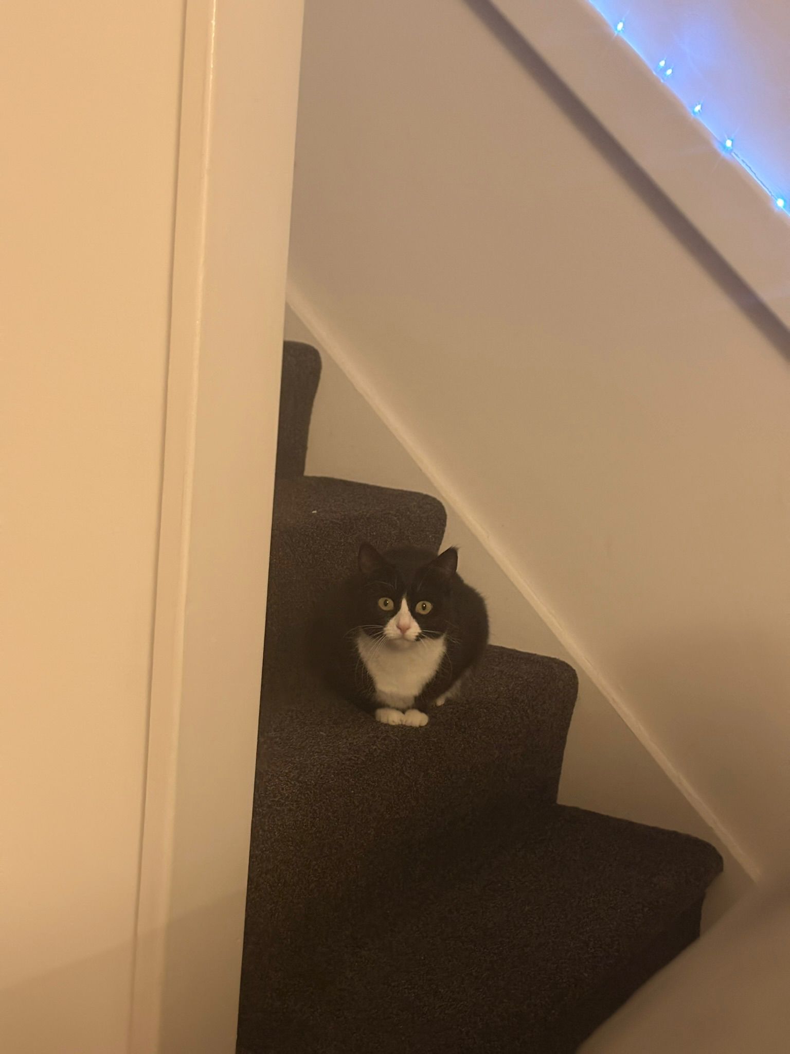 Bella
