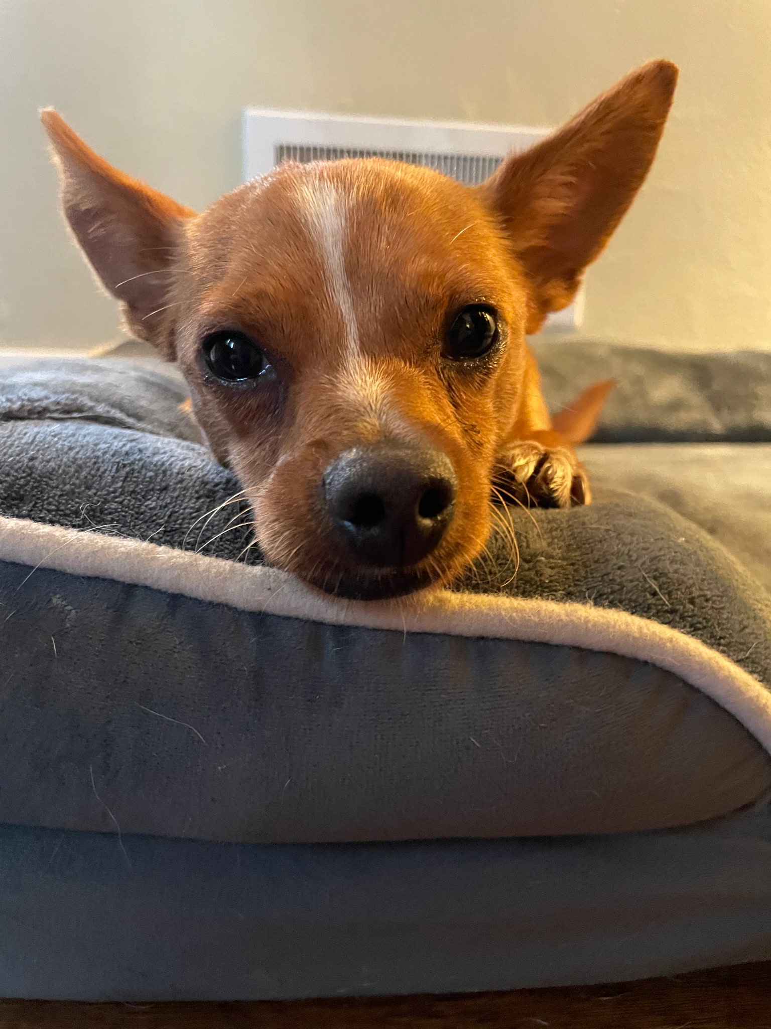 CHIHUAHUA