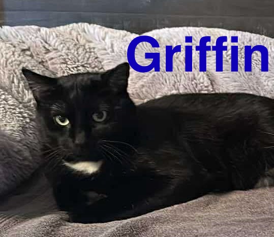 Griffin
