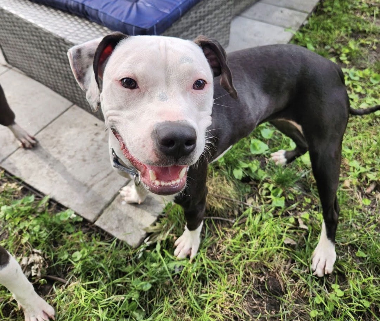 AMERICAN PIT BULL TERRIER