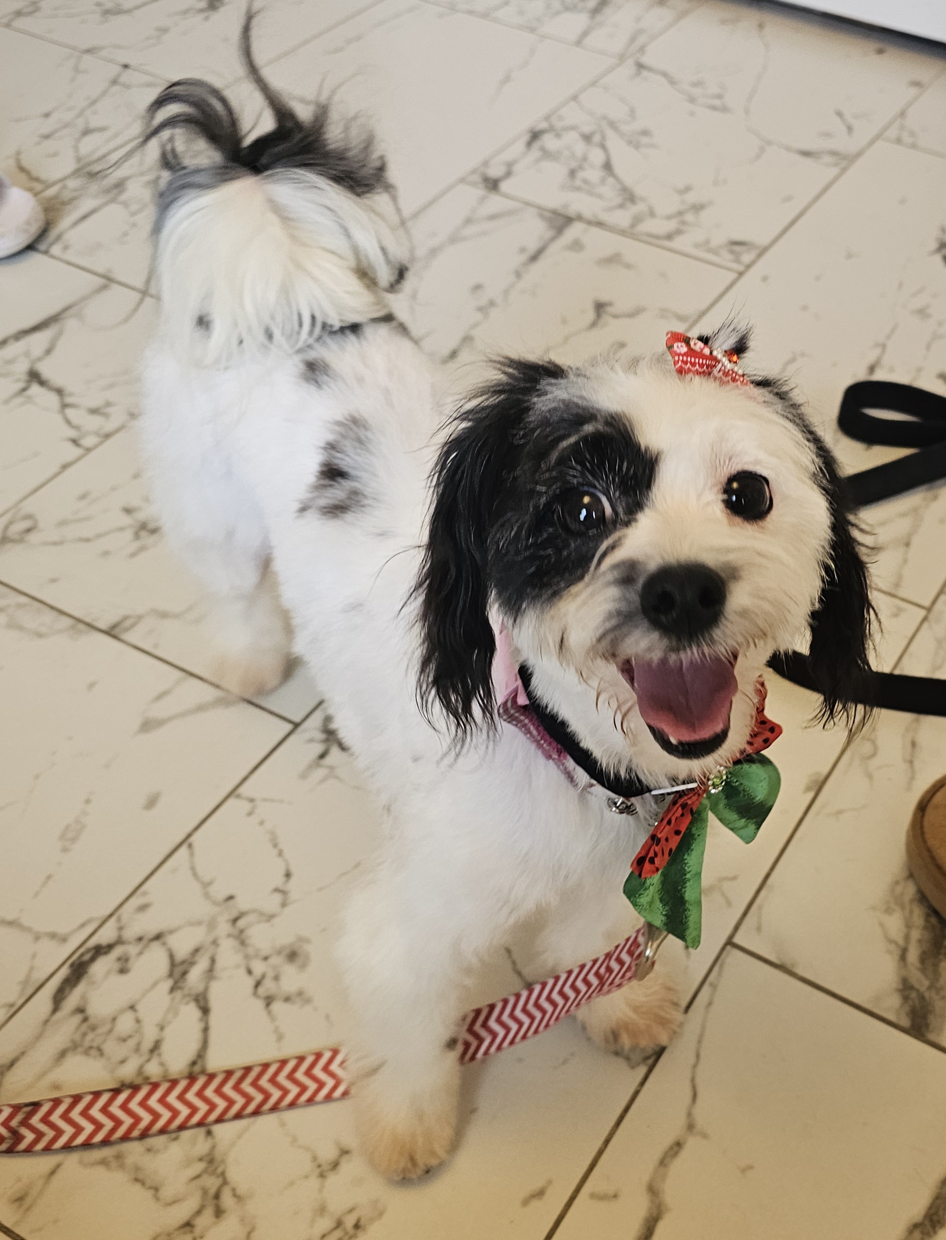 MALTESE, SHIH TZU