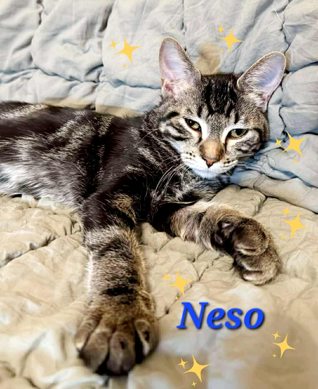  Neso