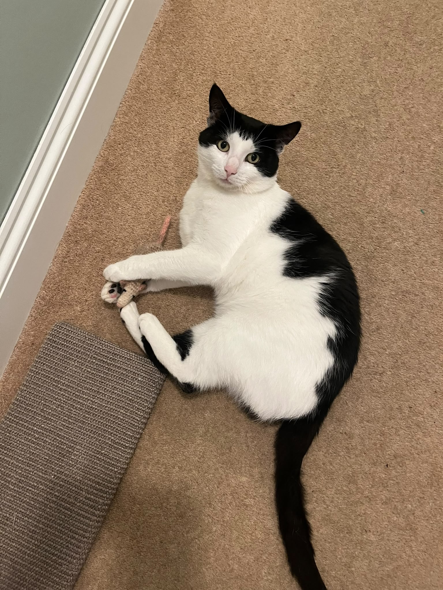 Milo