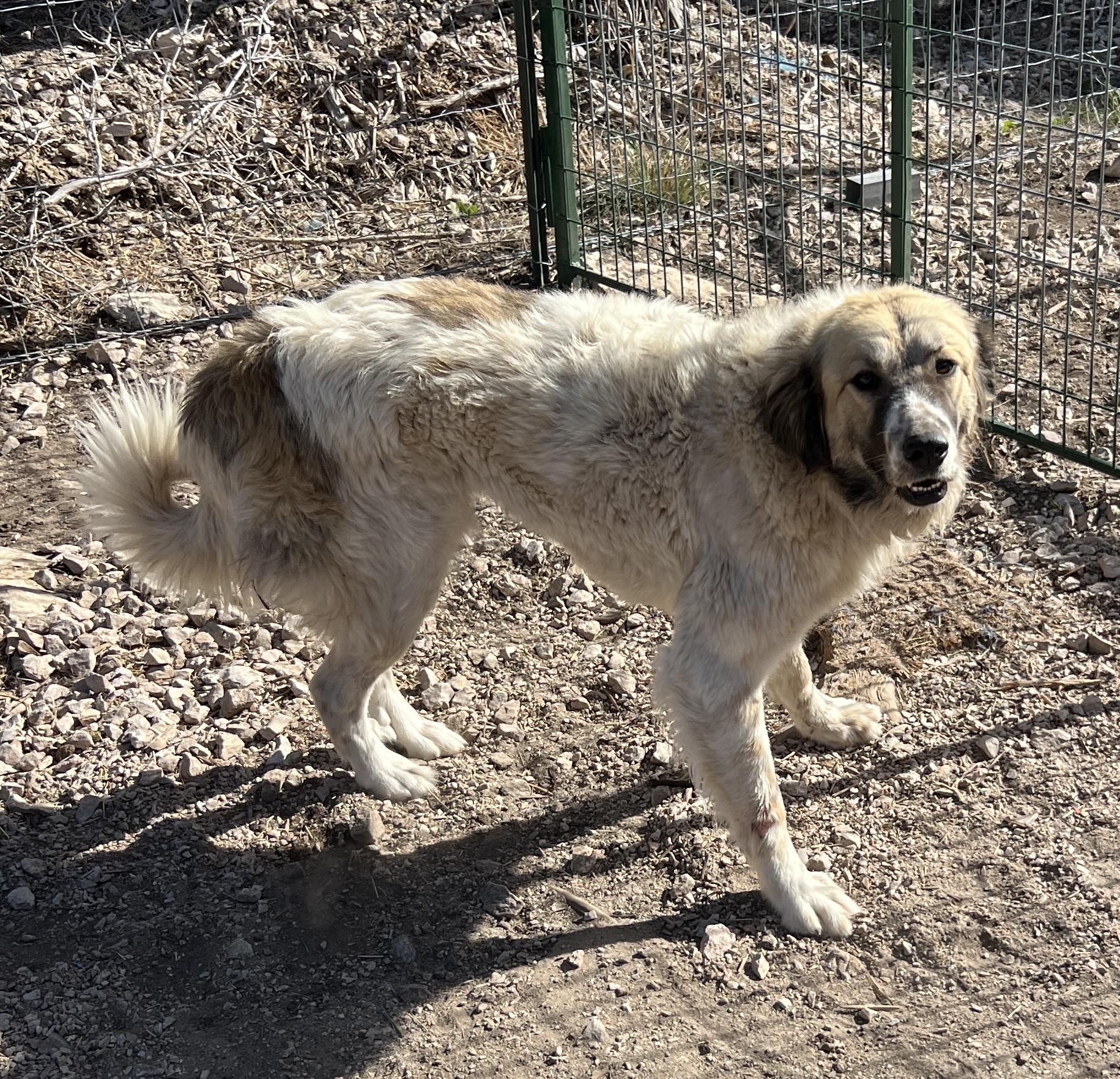 Adopt Belinda NA Bess - Female Great Pyrenees in Austin, TX | Texas ...