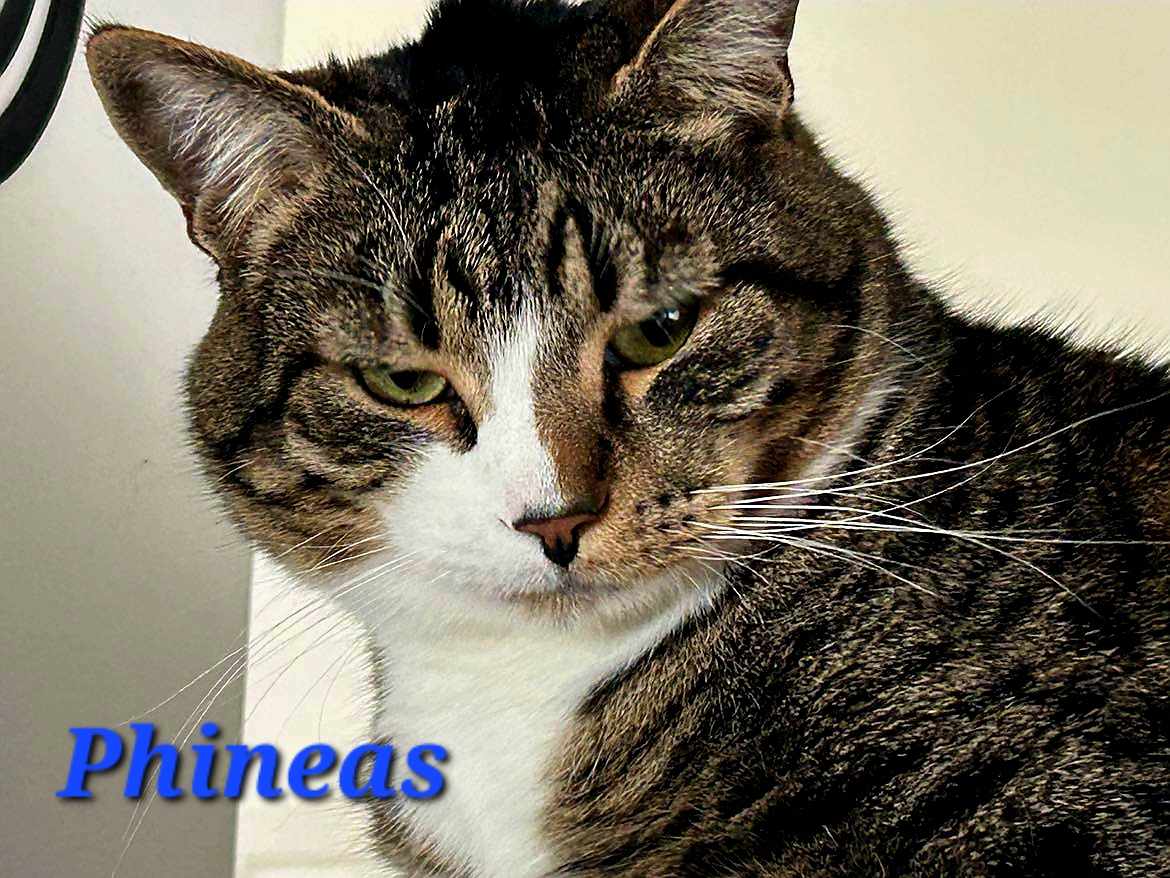 Phineas