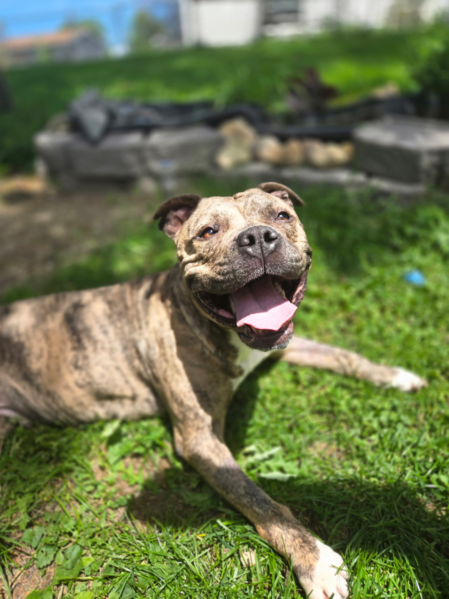 AMERICAN PIT BULL TERRIER