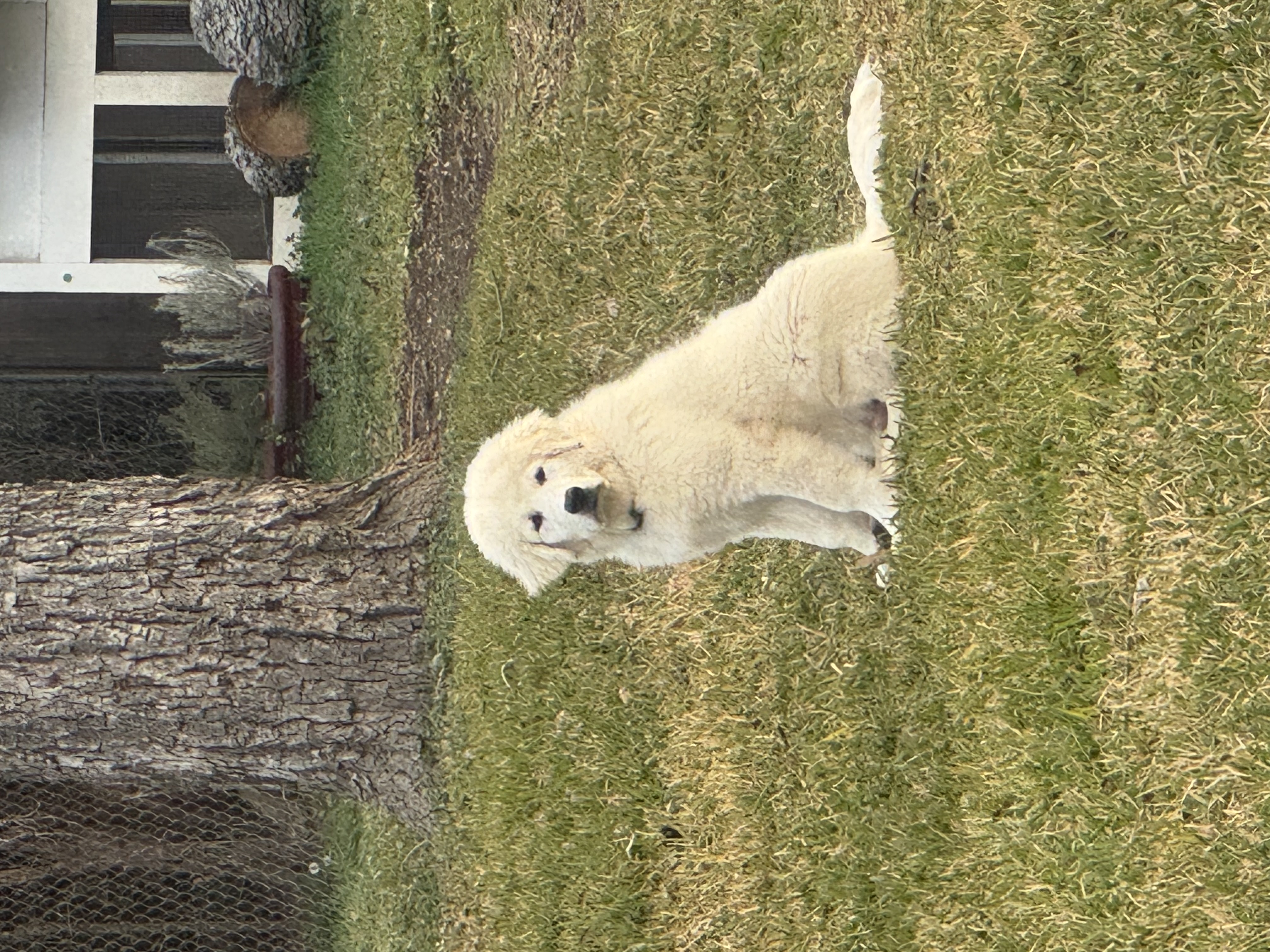 Adopt Moose NA Monty - Male Great Pyrenees in Austin, TX | Texas Great ...