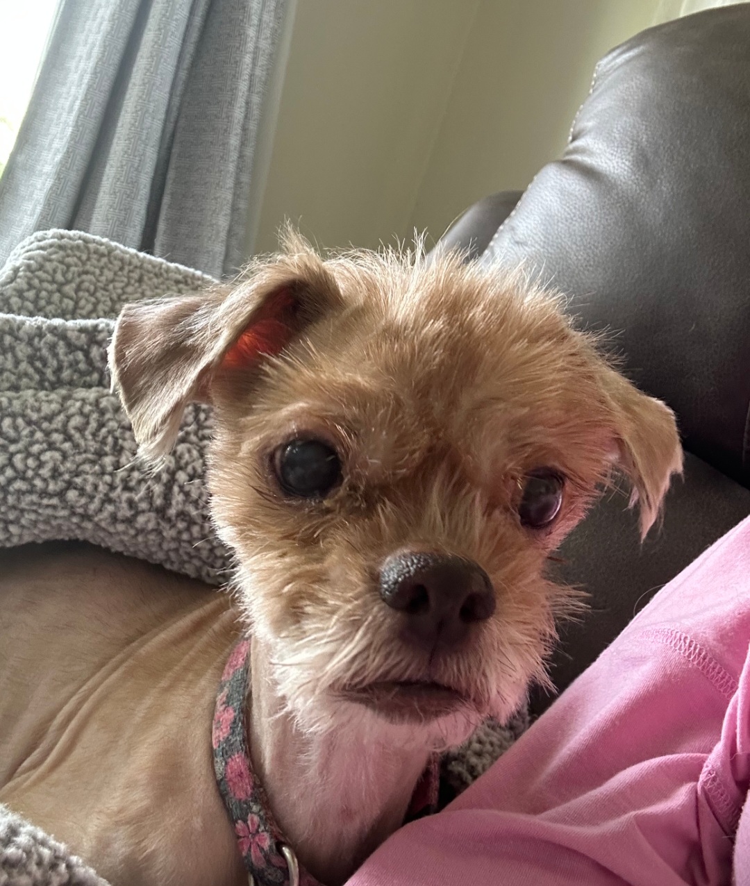 SHIH TZU