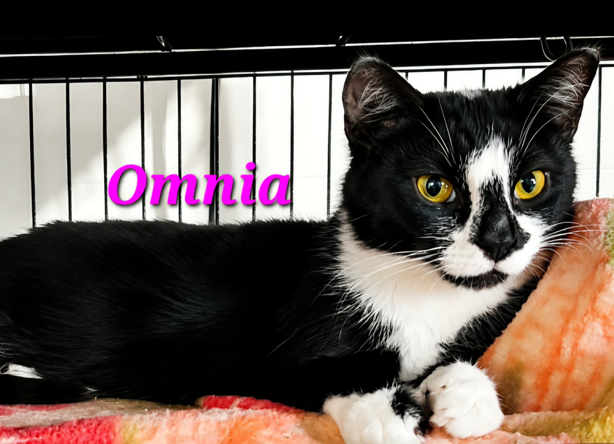 Omnia 