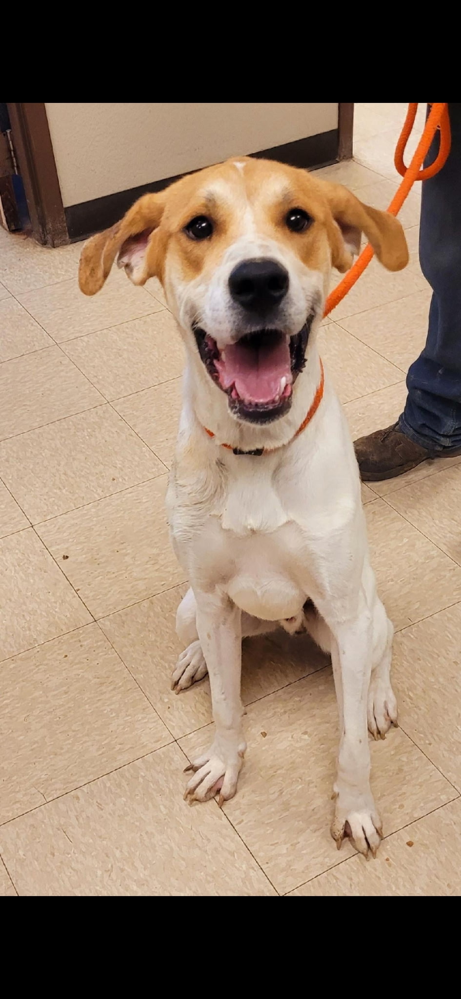 TREEING WALKER COONHOUND