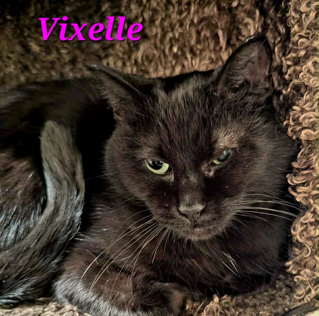 Vixelle