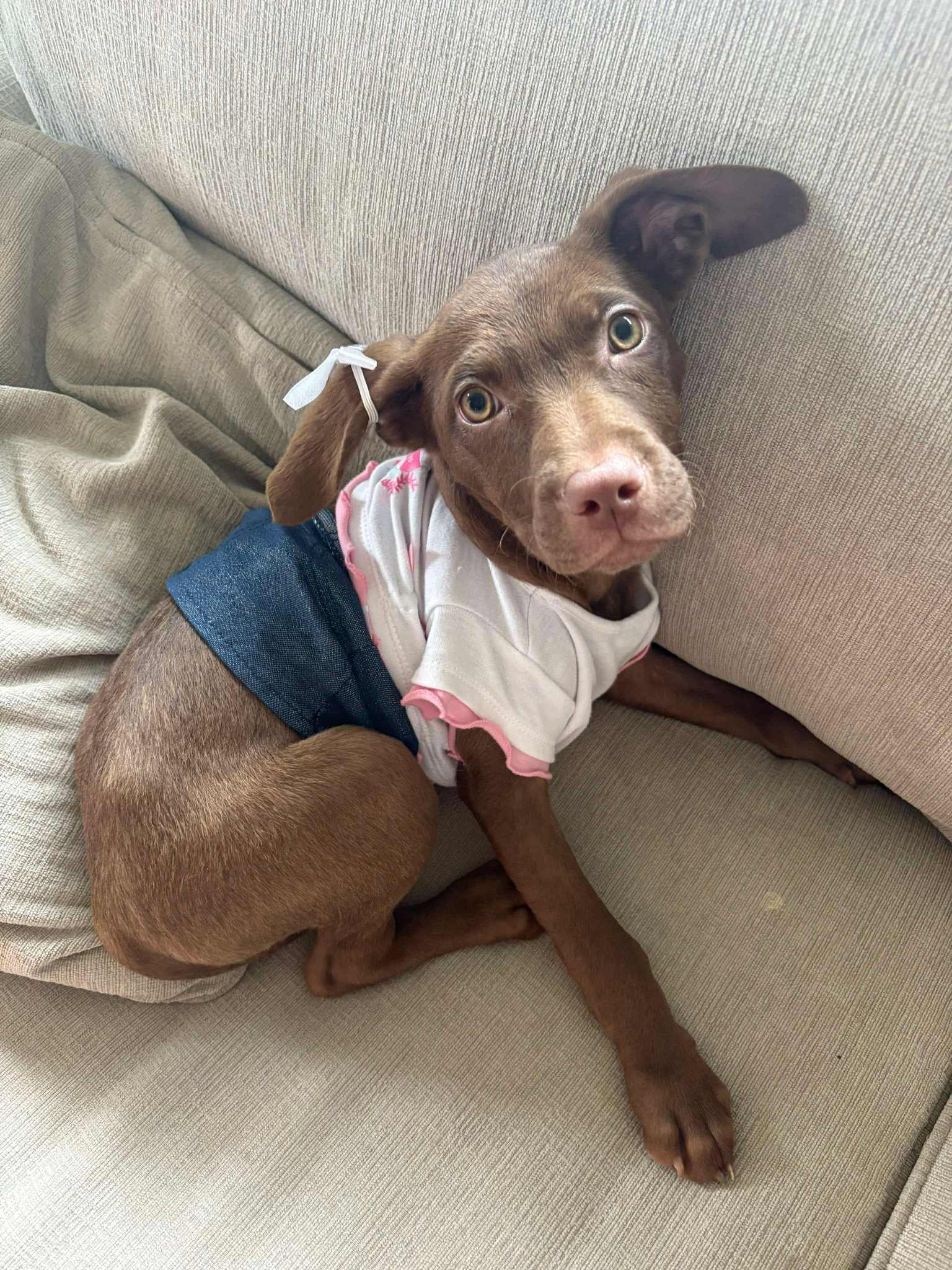 LABRADOR RETRIEVER