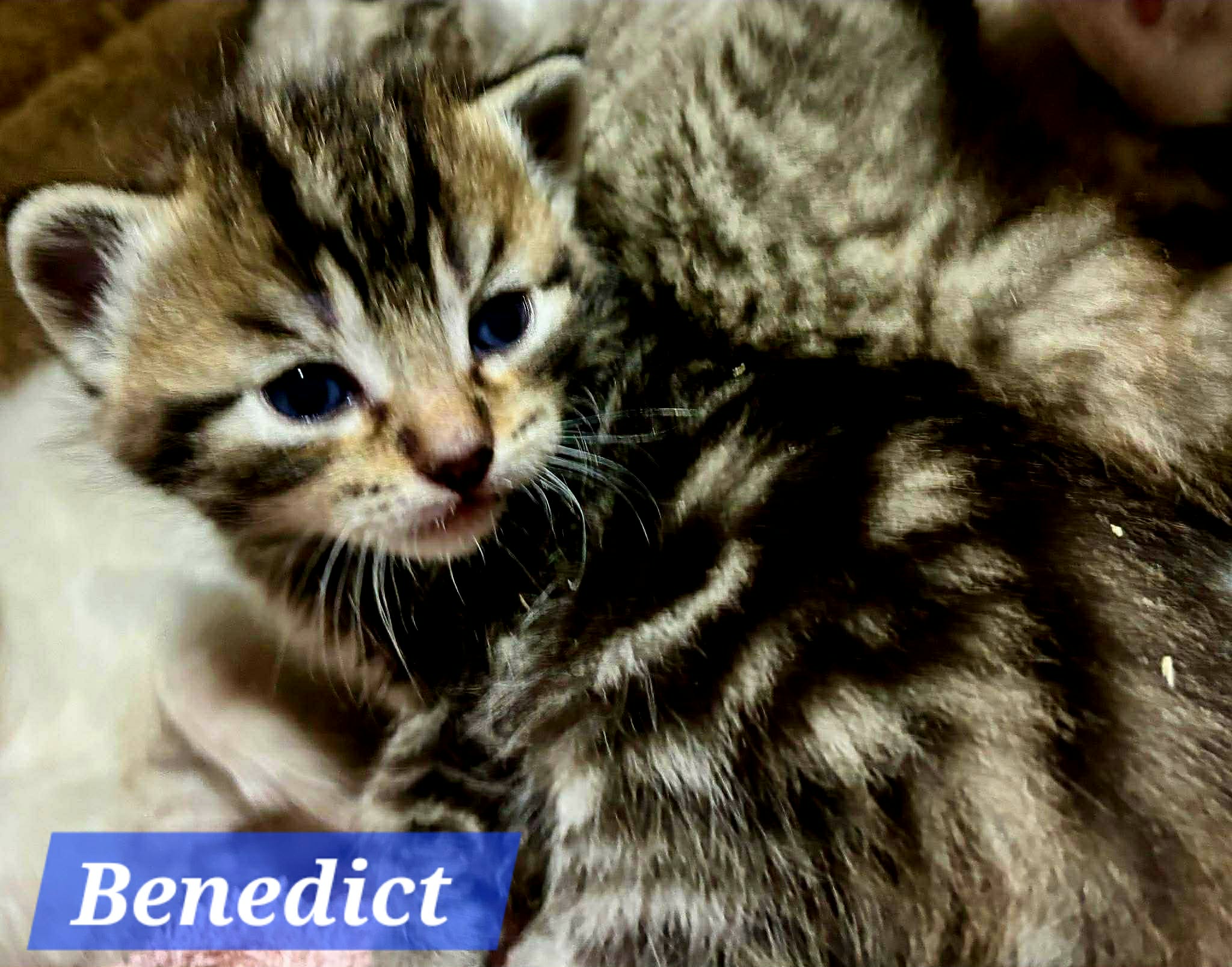Benedict -  (mom Bridget)