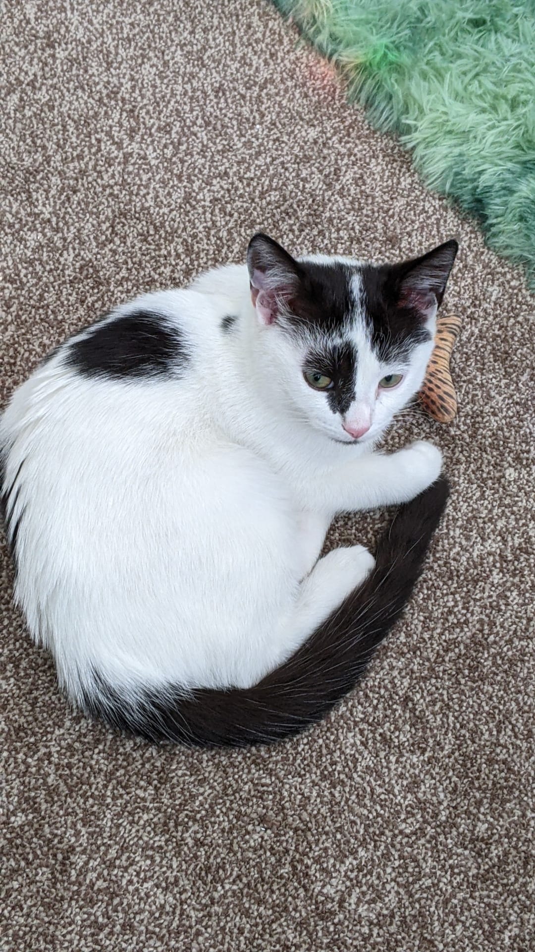 Spot