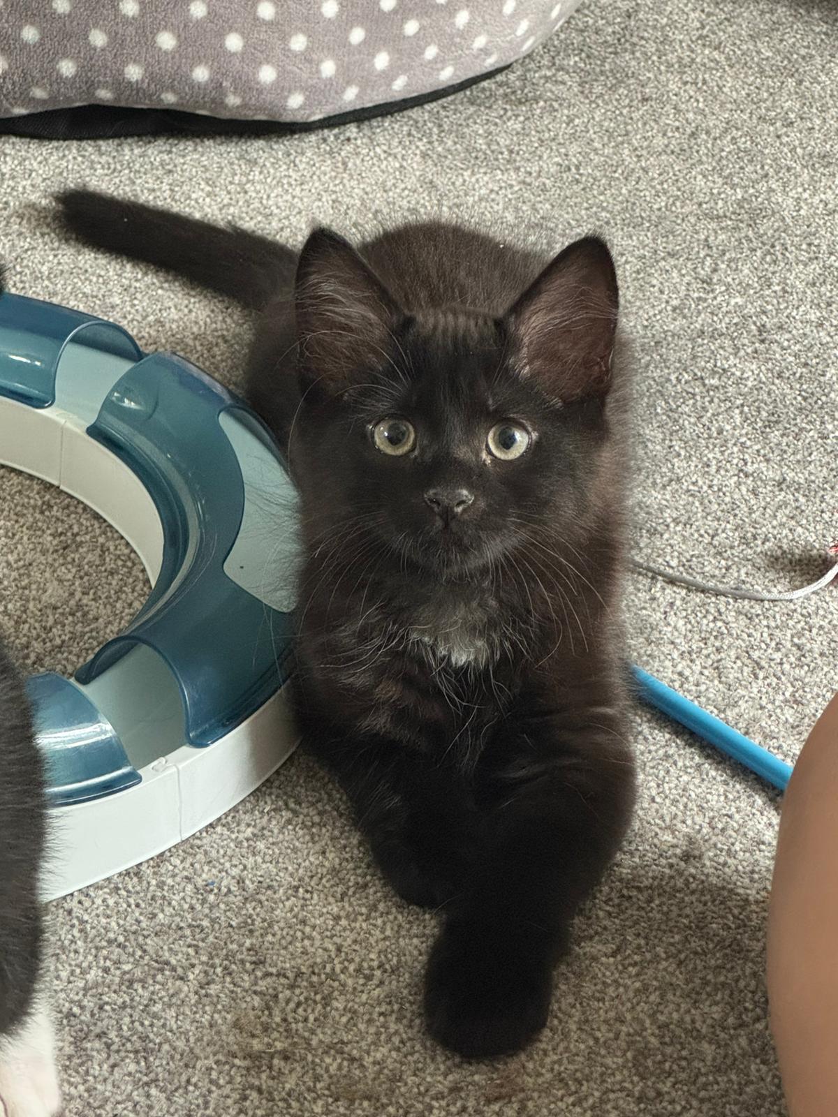 Echo