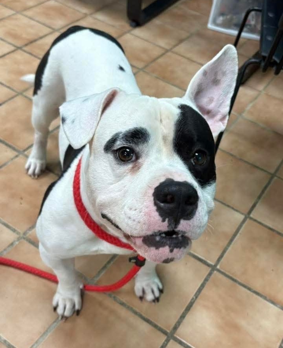 AMERICAN STAFFORDSHIRE TERRIER