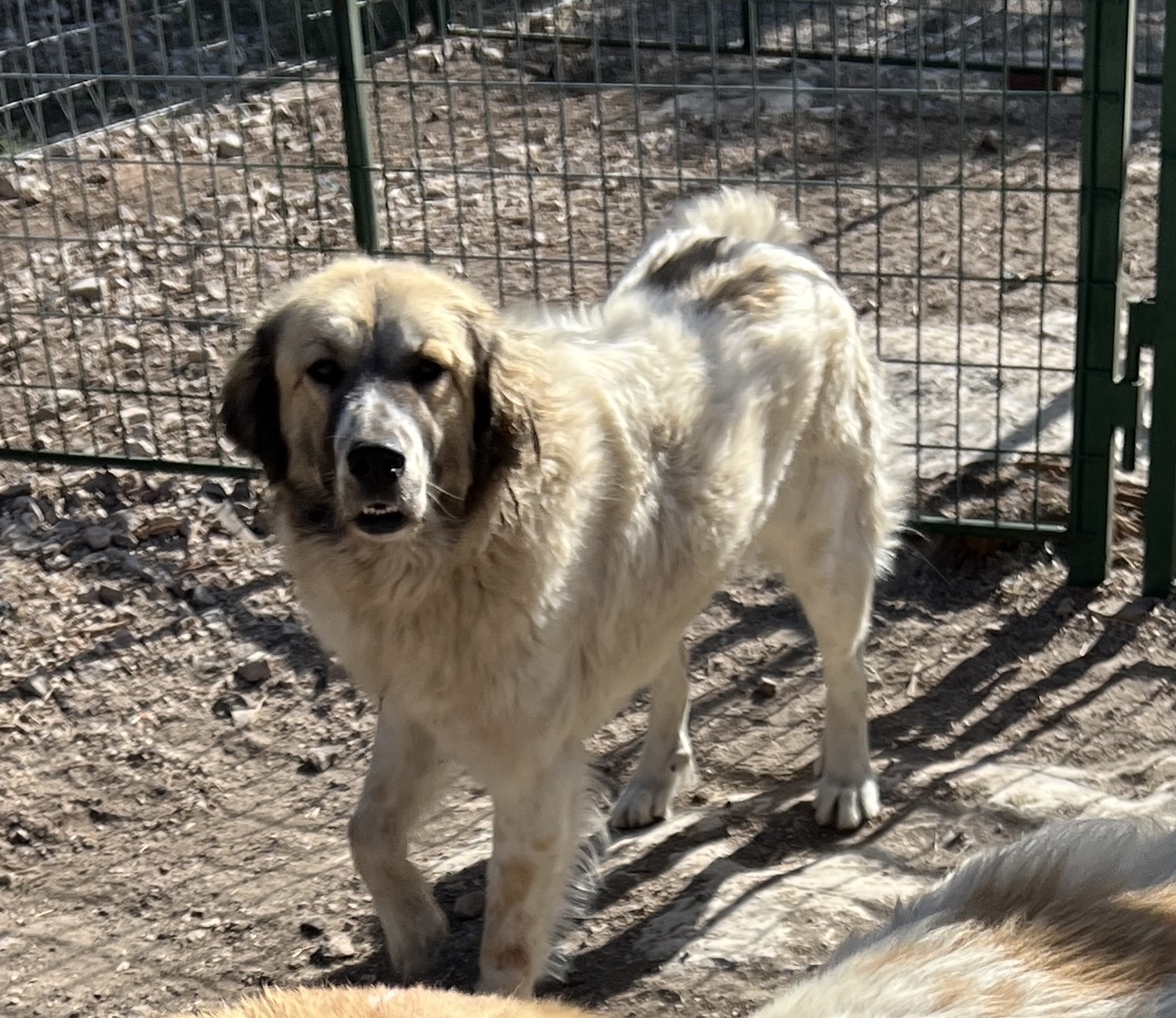 Adopt Belinda NA Bess - Female Great Pyrenees in Austin, TX | Texas ...