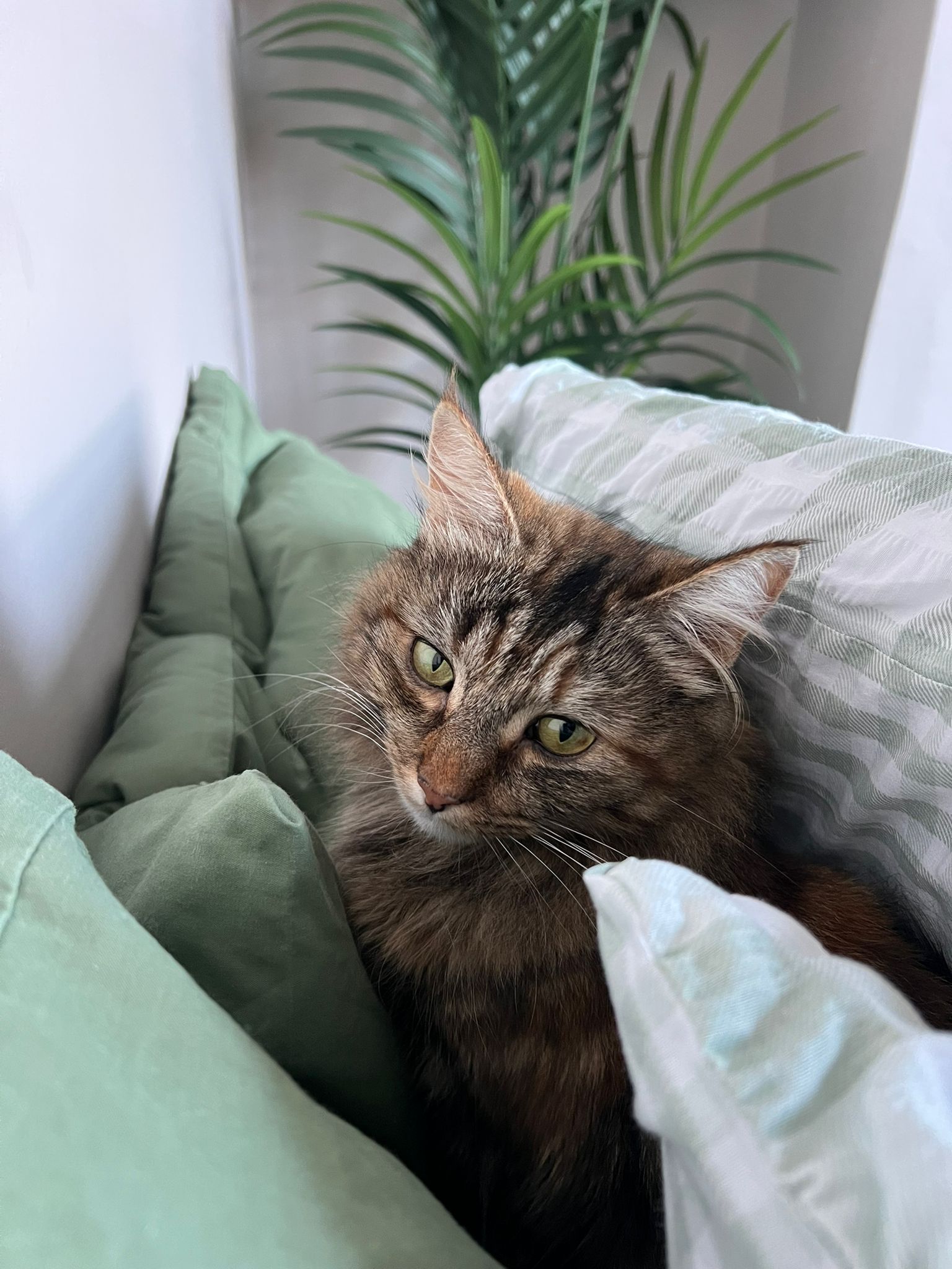 Coco