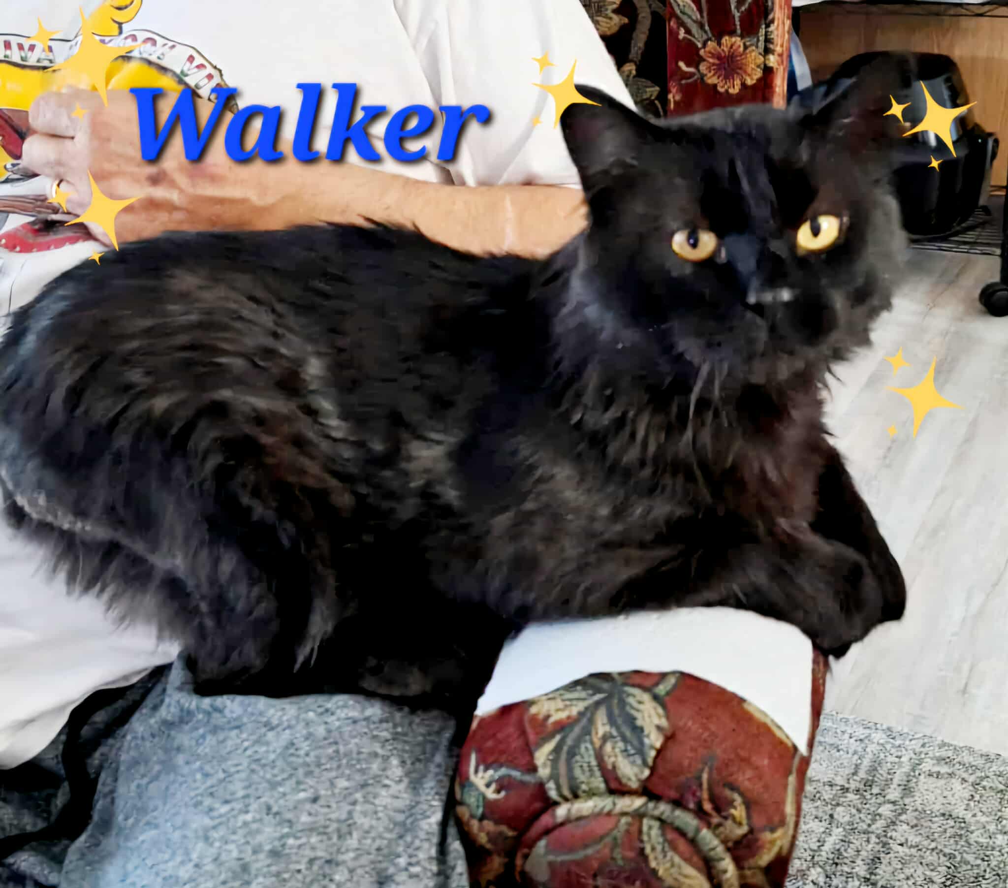 Walker