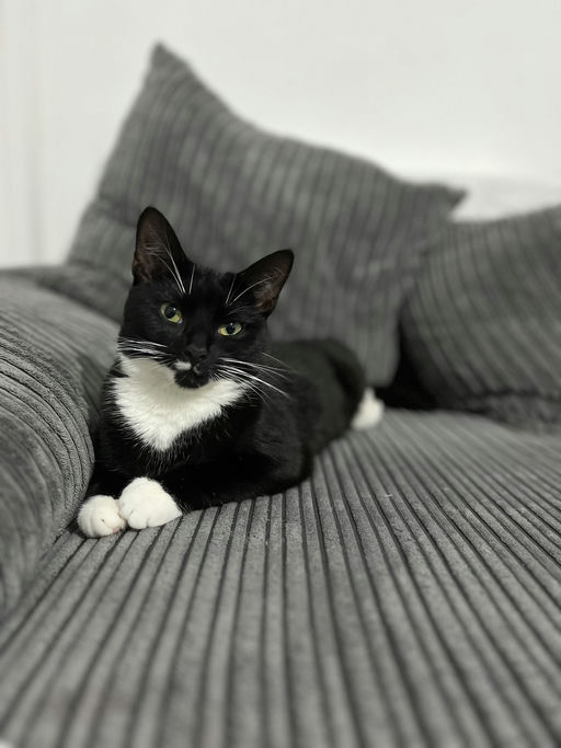 Oreo