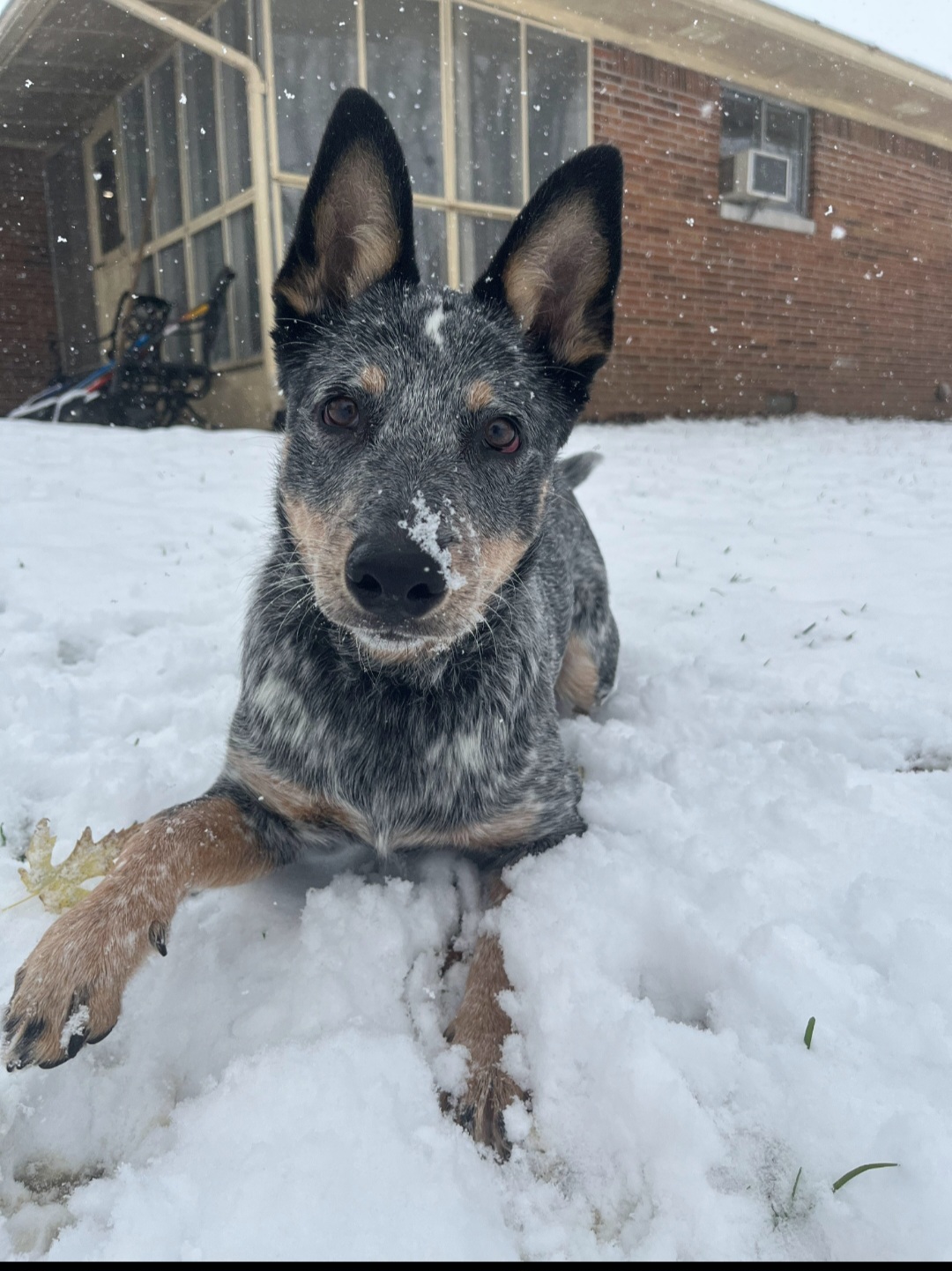 AUSTRALIAN CATTLE DOG