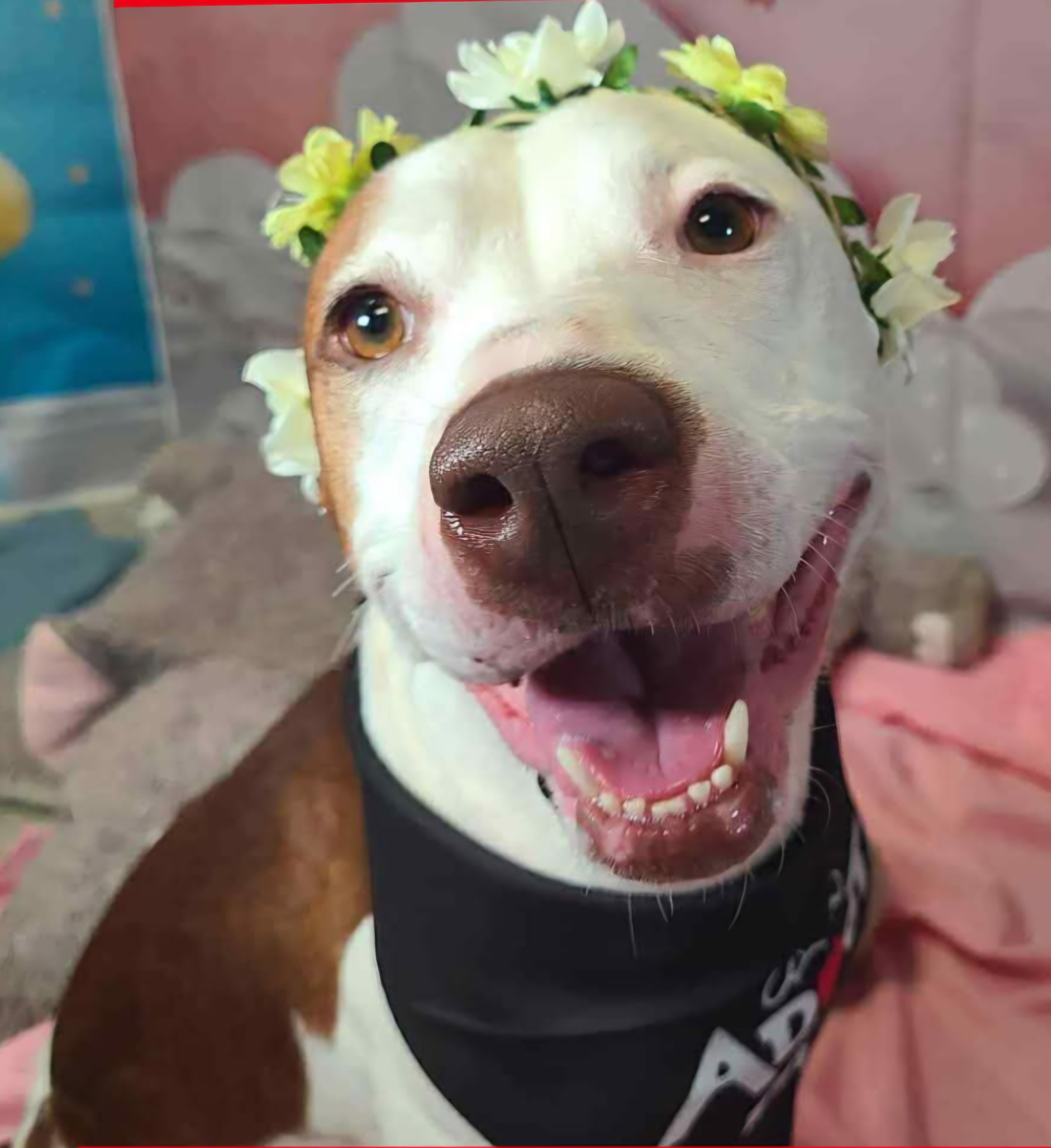 AMERICAN PIT BULL TERRIER