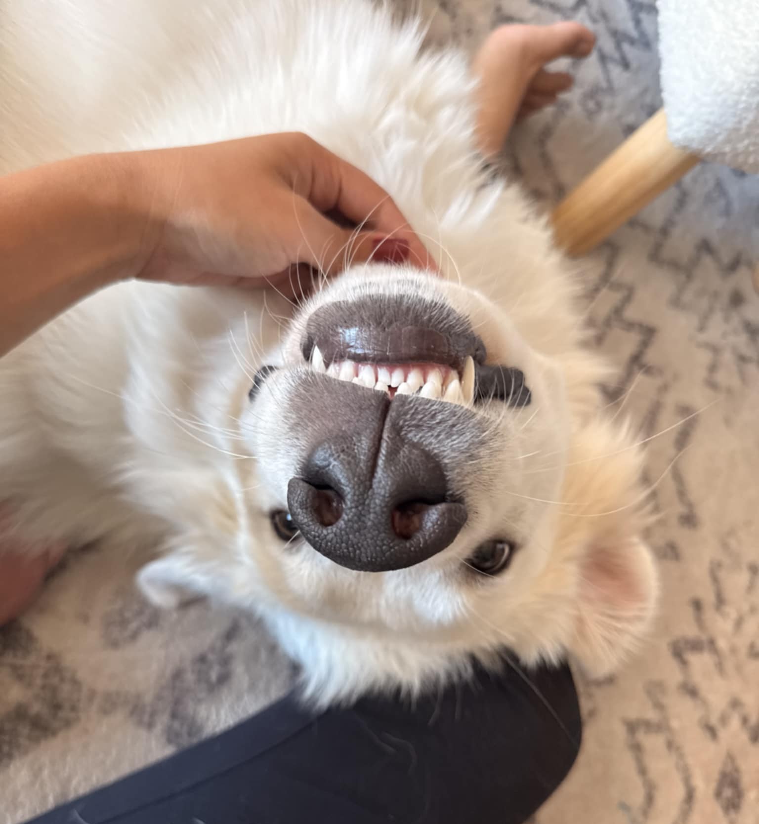 Otis