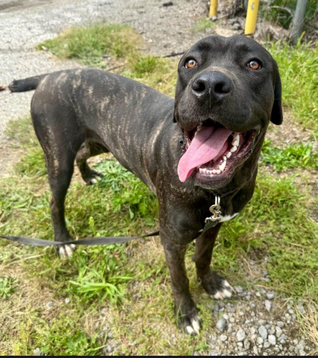 CANE CORSO