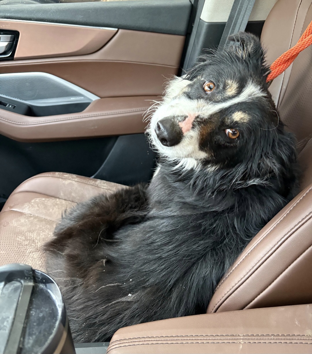 AUSTRALIAN SHEPHERD, BORDER COLLIE