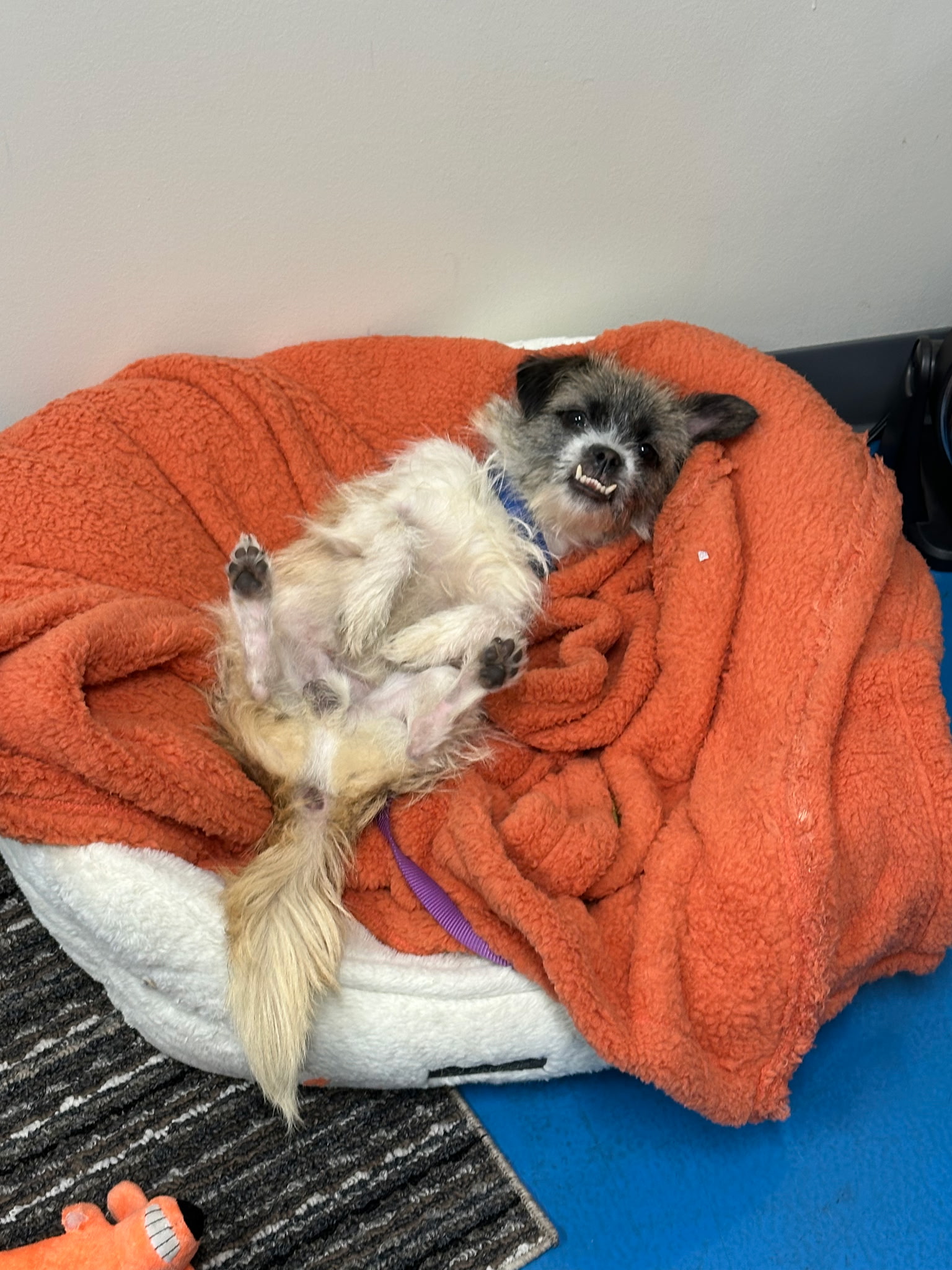 CAIRN TERRIER, BORDER TERRIER, BRUSSELS GRIFFON