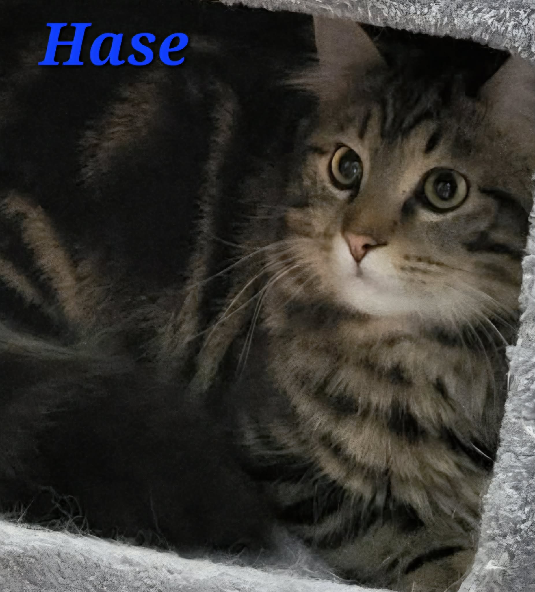 Hase
