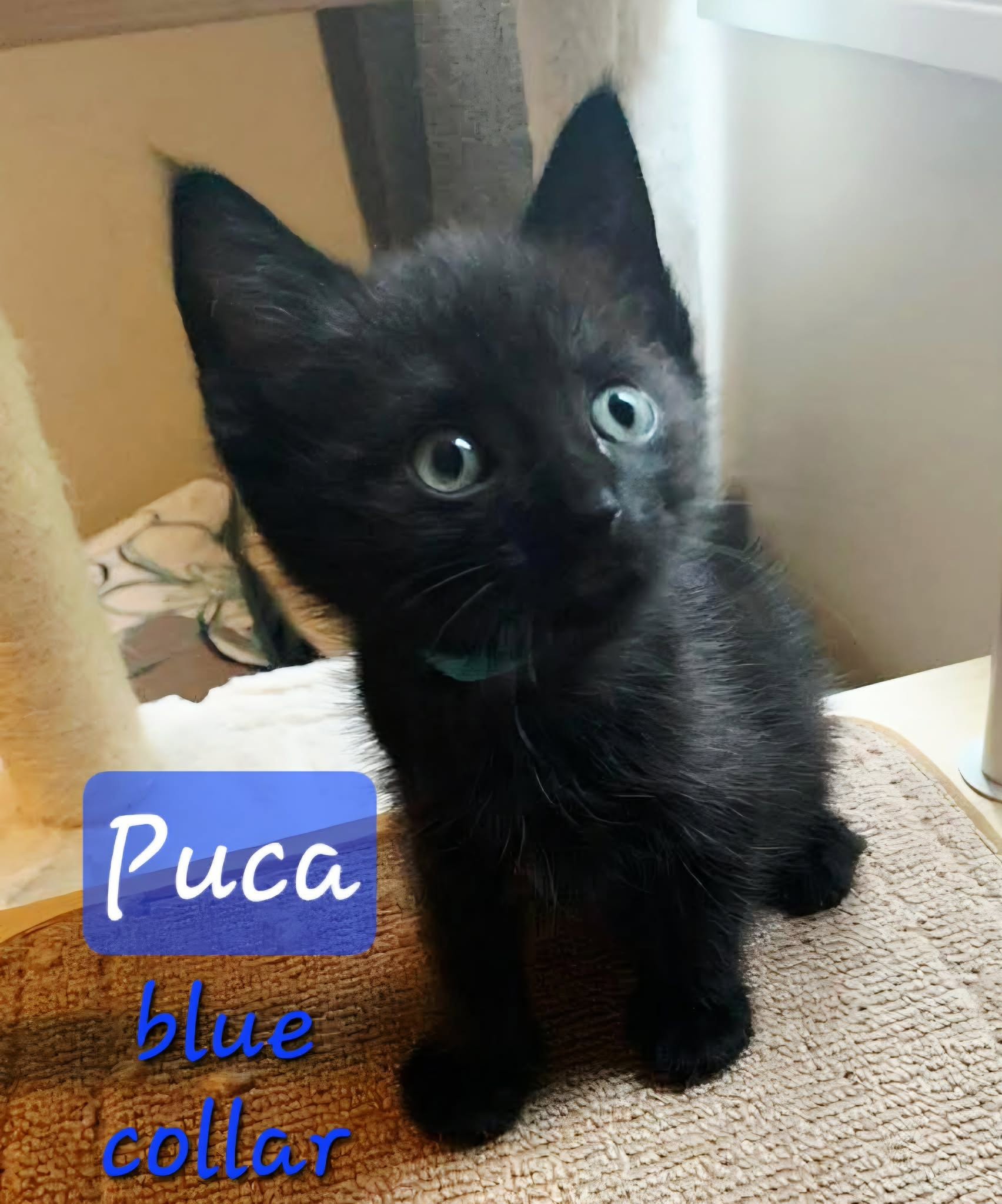Puca (p: POO-kaβ) - (mom Selkie))