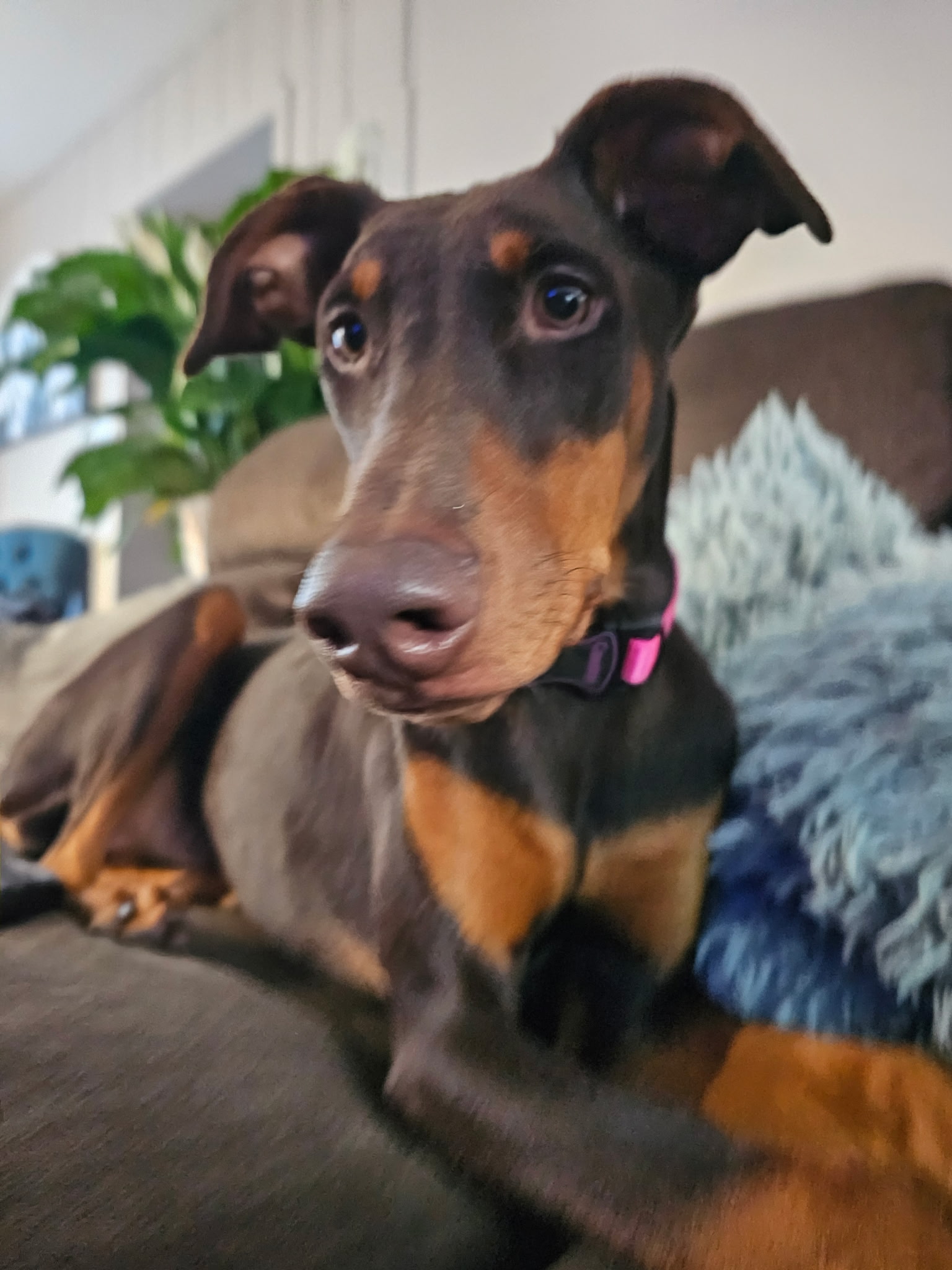 DOBERMAN PINSCHER