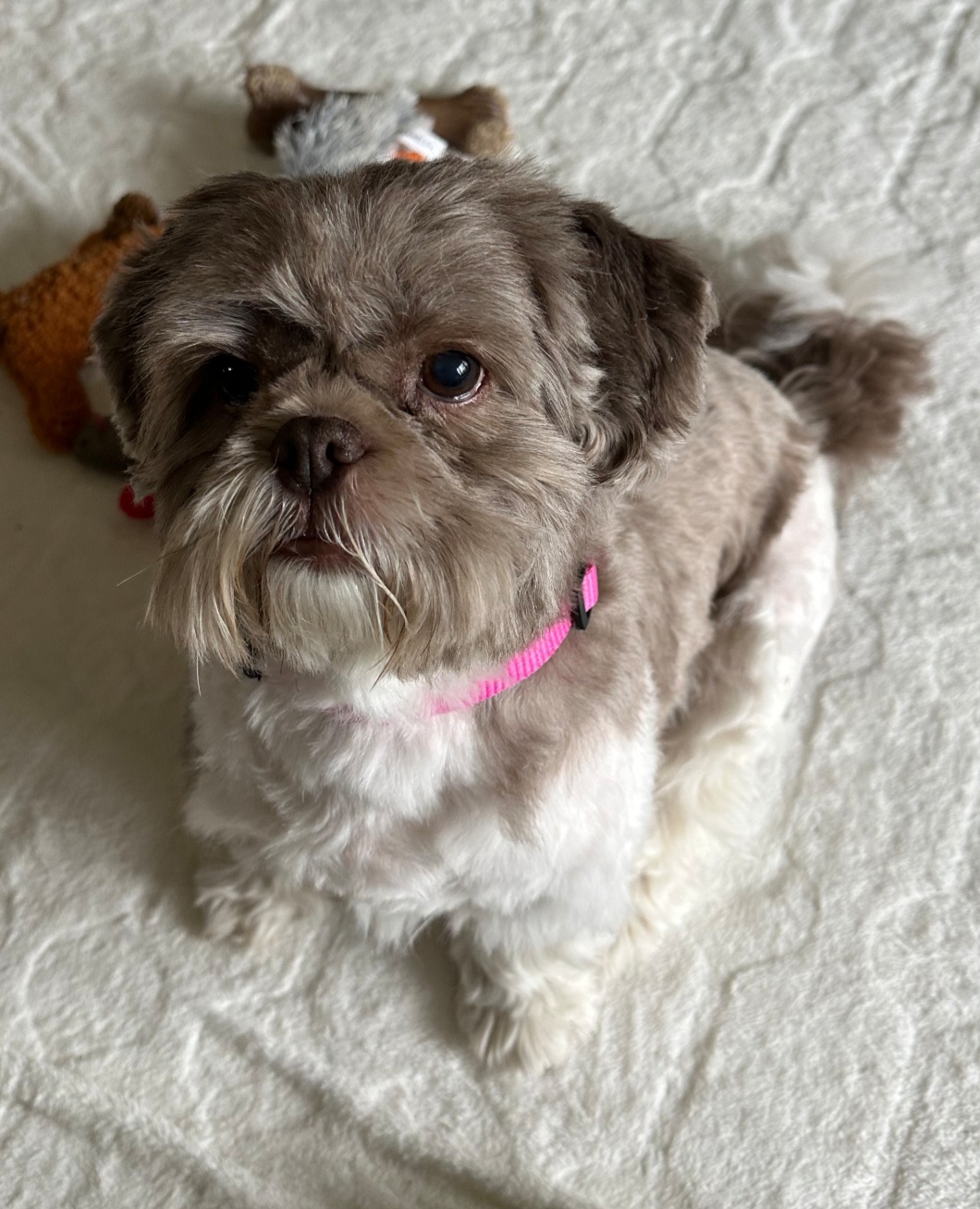 SHIH TZU