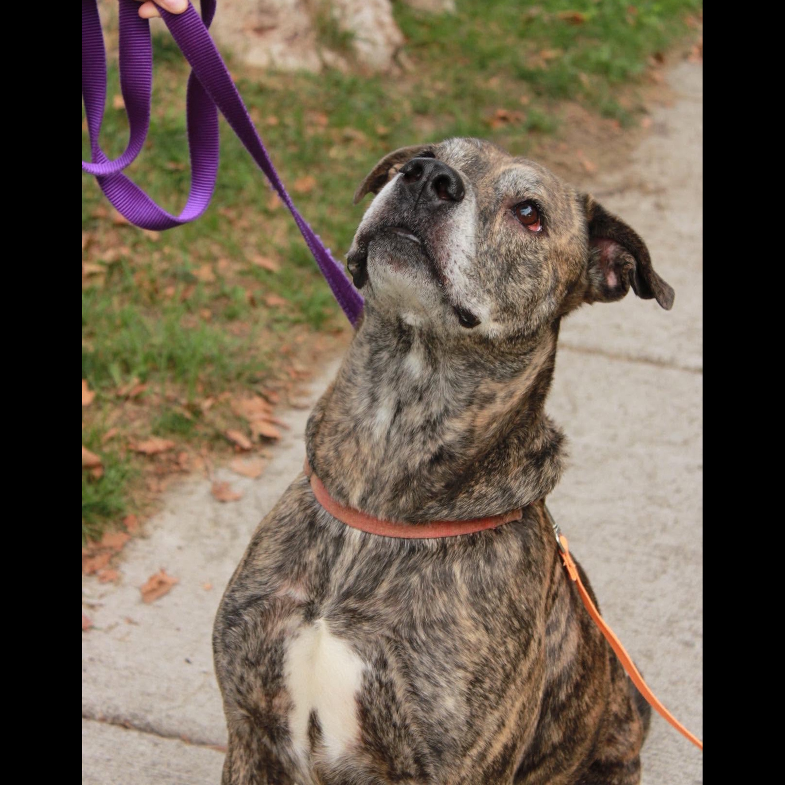 Kingston: Adopt or Forever Foster