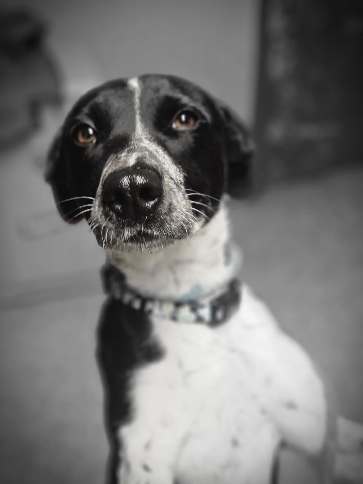 AUSTRALIAN CATTLE DOG, GERMAN SHORTHAIRED POINTER, BORDER COLLIE