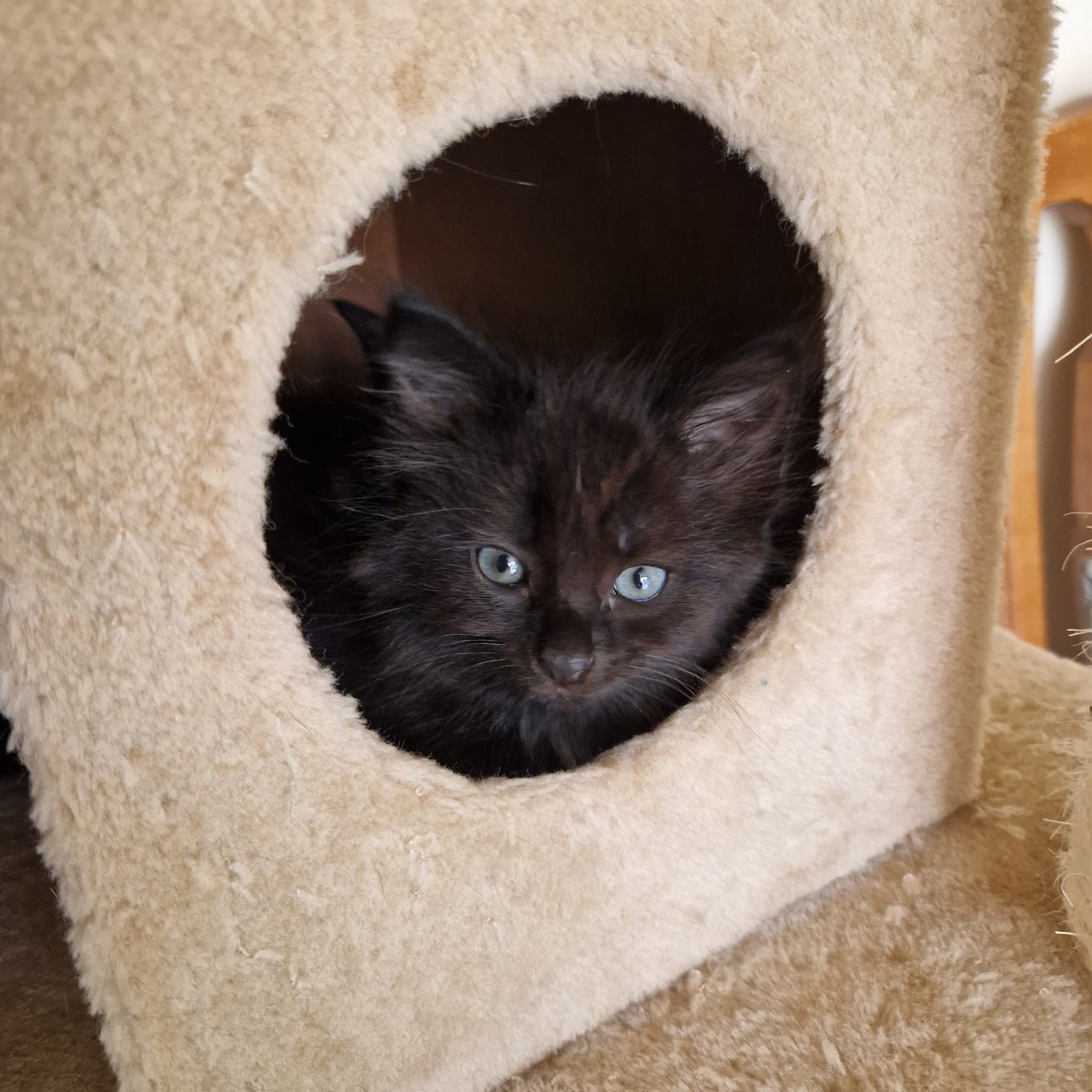 Echo