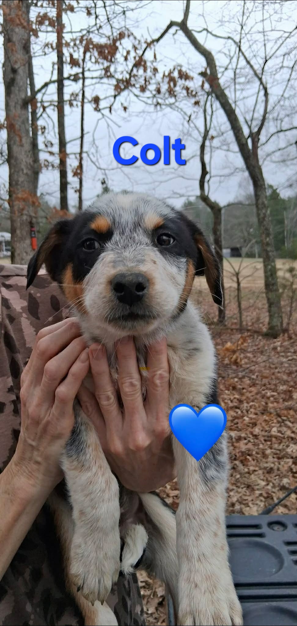 AUSTRALIAN CATTLE DOG