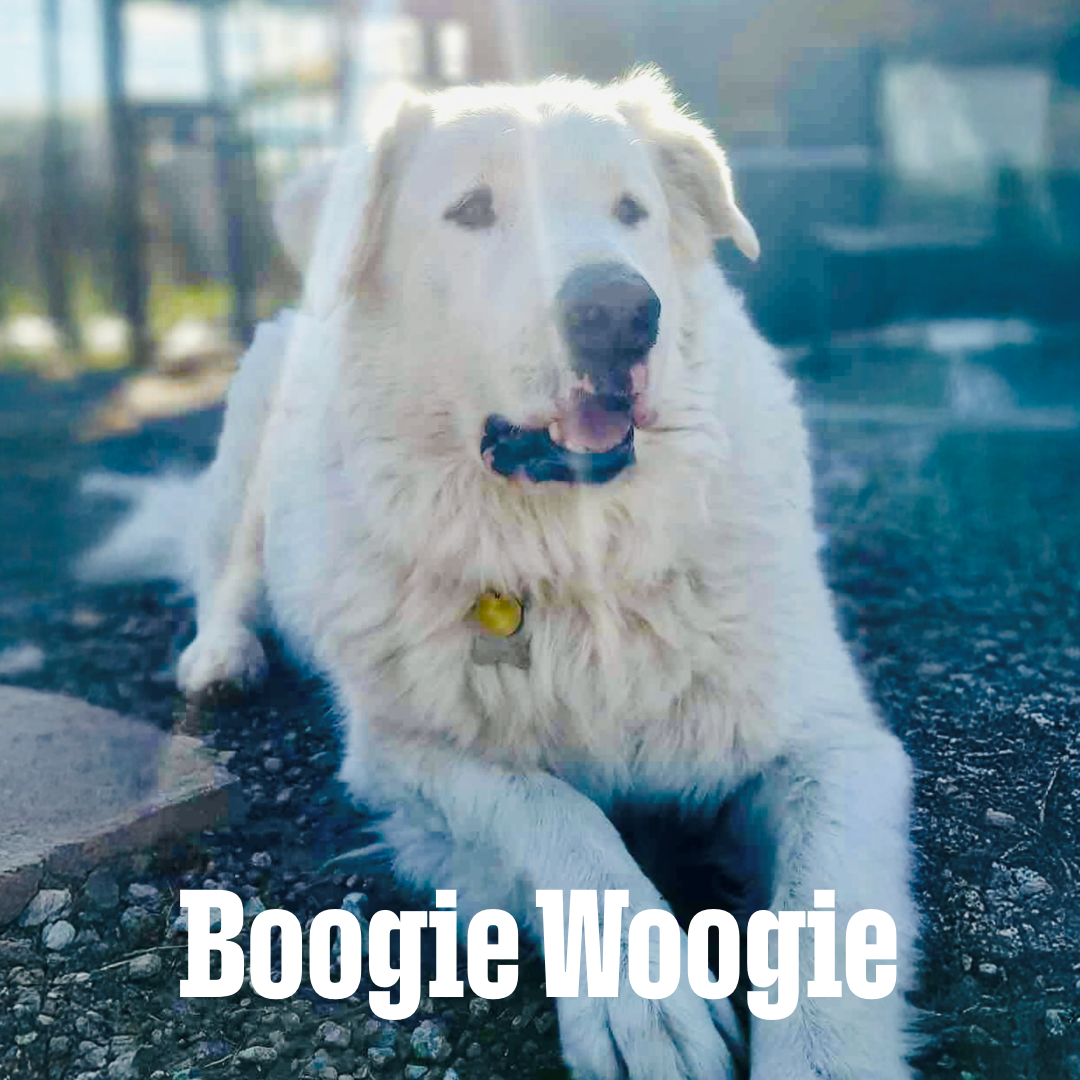 Boogie Woogie