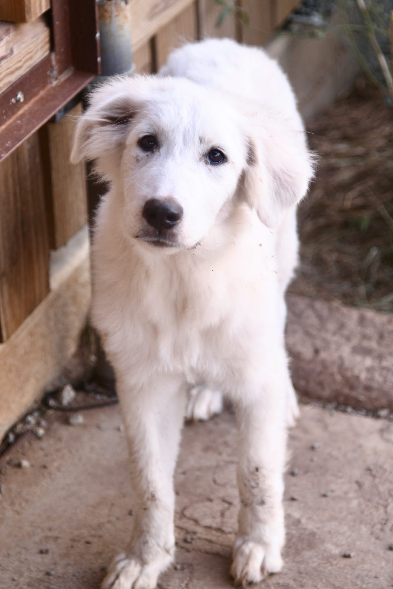 Piper